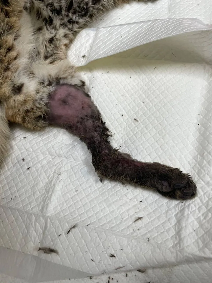 苗縣保育科研判,小石虎左後腿脫臼,可能是誤陷獵人套鎖、或掉落洞脫困拉扯導致。苗栗縣政府提供