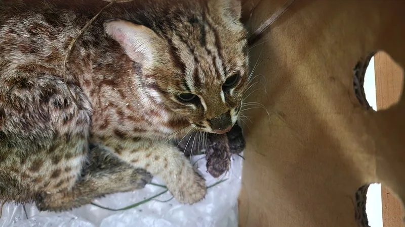 農莊主人曹富雄昨(23)天下午發現1隻小動物緩緩移動,竟是保育類動物「石虎」。民眾提供