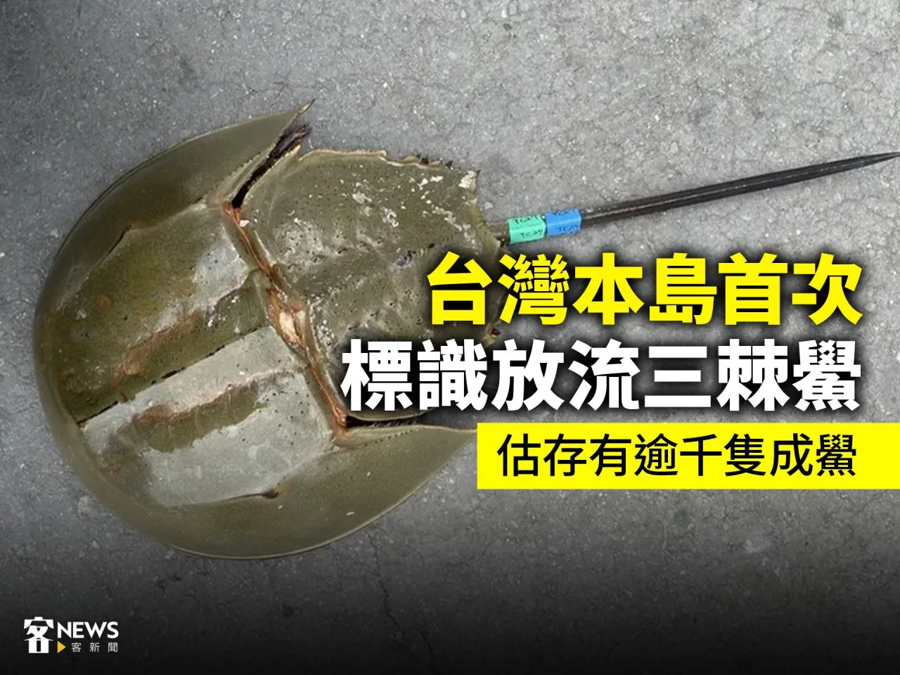 台灣本島首次標識放流三棘鱟　估存有逾千隻成鱟