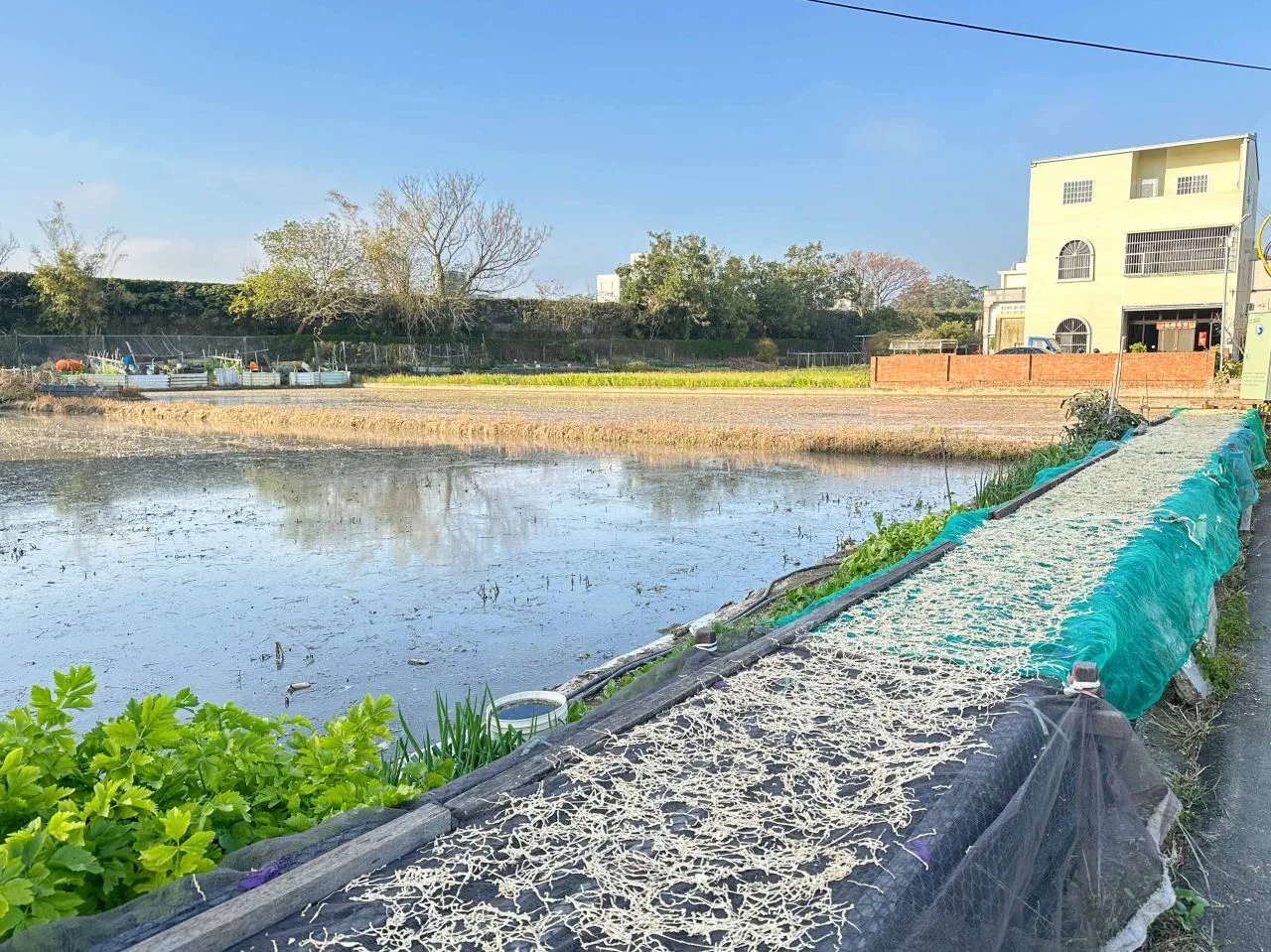 水稻田邊曬菜脯絲。蕭秀琴攝