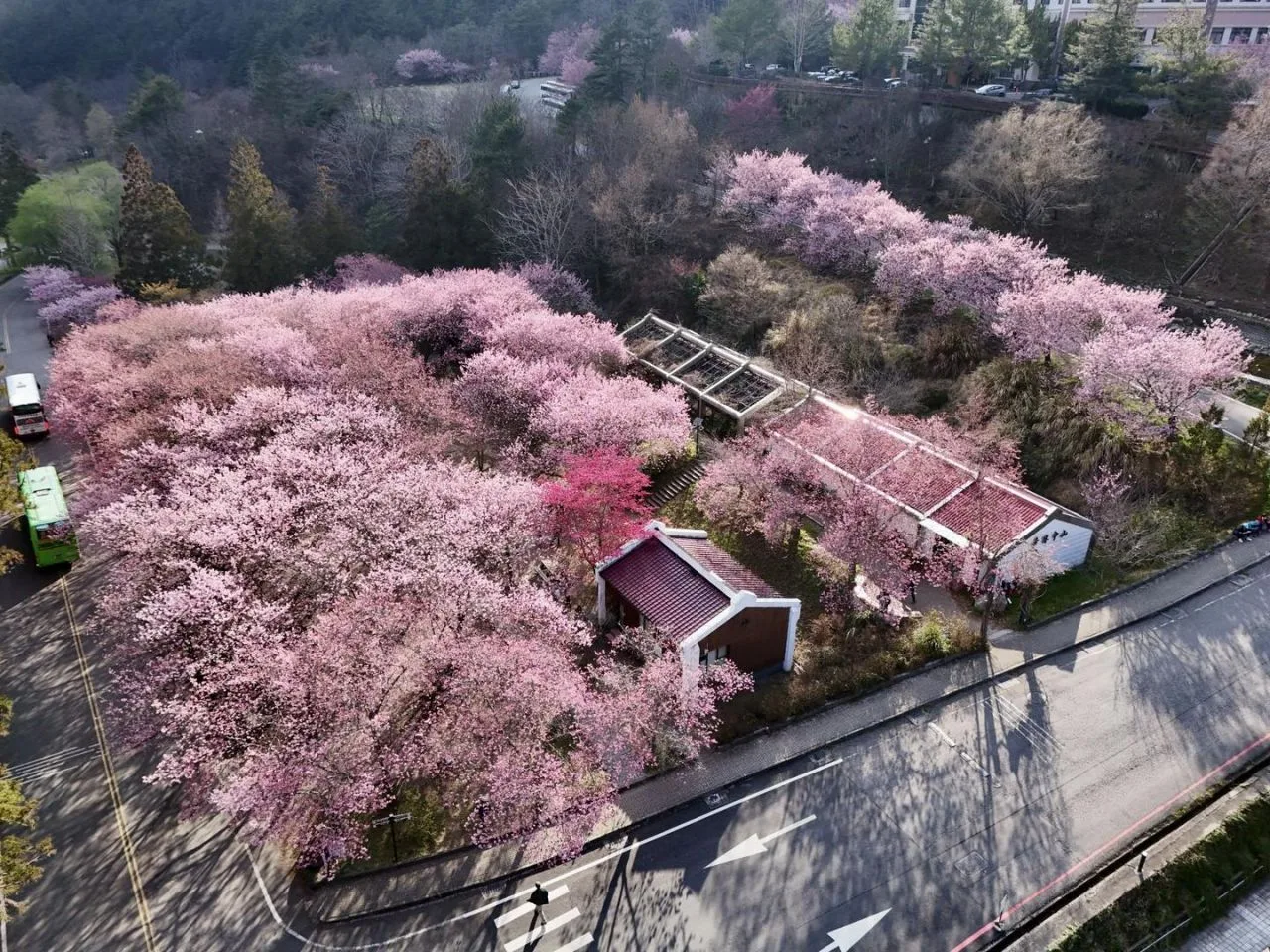 武陵農場櫻花盛開。武陵農場提供