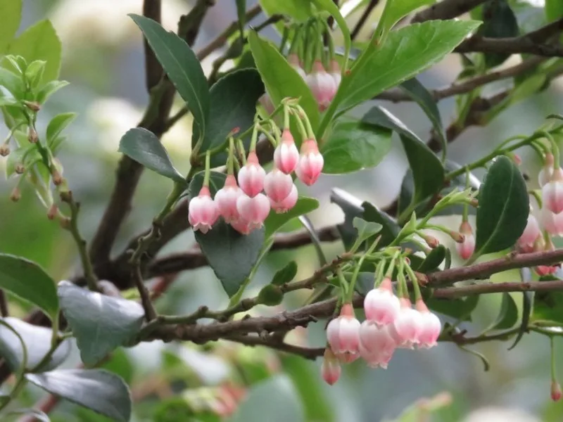 植樹月來了　林保署贈特色樹苗93種、10萬株