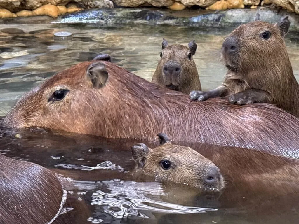高雄壽山動物園喜訊　水豚與迷你驢家族添丁