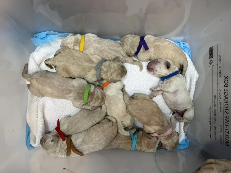 惠光導盲犬學校1日喜迎新生命到來，單胎10隻拉布拉多幼犬誕生，但這次狗寶寶數量超過預期，亟需招募寄養家庭。惠光導盲犬學校提供