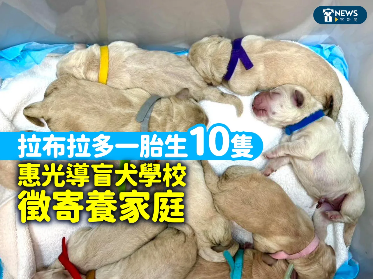 拉布拉多一胎生10隻　惠光導盲犬學校徵寄養家庭
