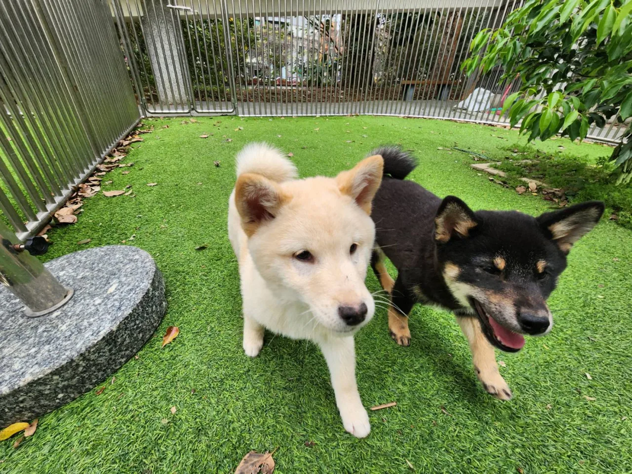新埔救出柴犬生產11隻幼犬　3／12開放認養