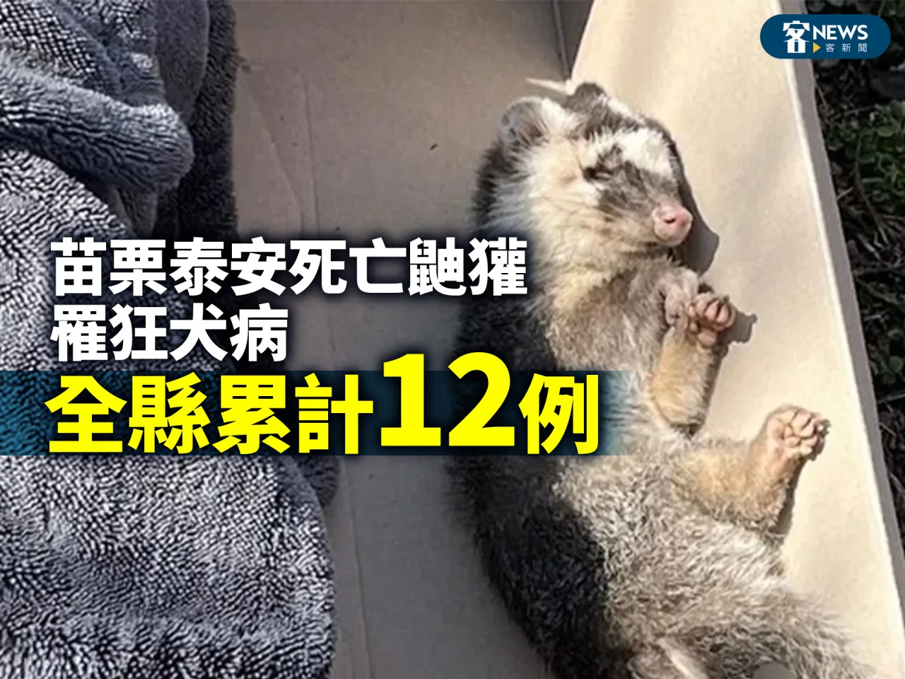 苗栗泰安死亡鼬獾罹狂犬病　全縣累計12例