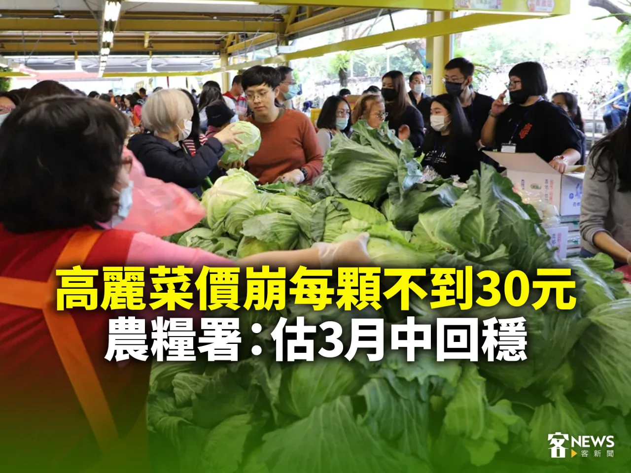 高麗菜價崩每顆不到30元　農糧署：估3月中回穩