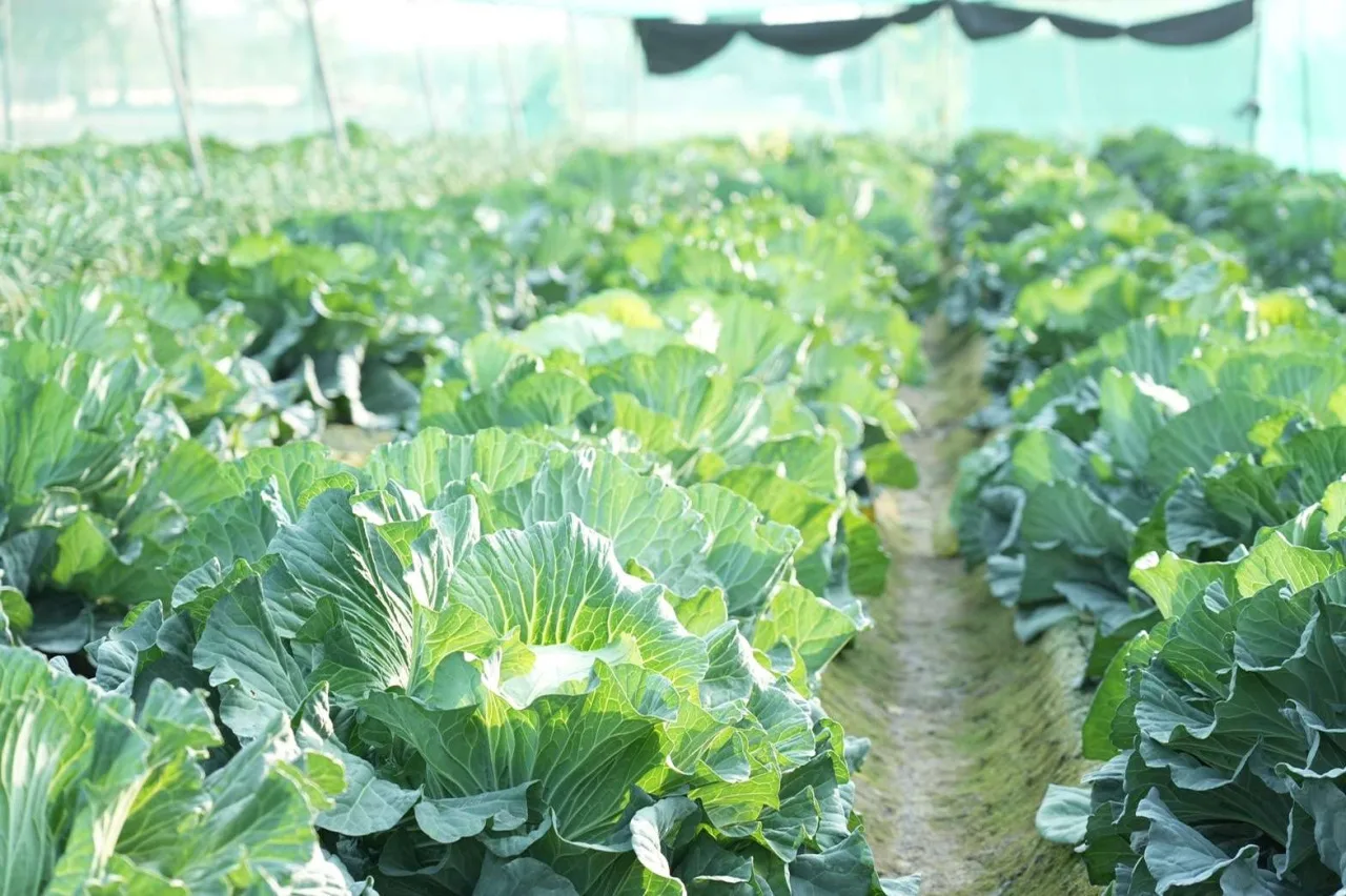 農糧署表示，高麗菜價格預計3月中旬會恢復常態。雲林縣政府提供