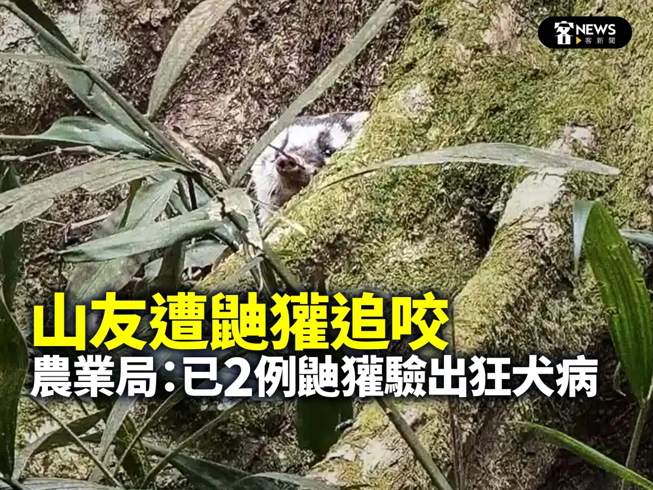 山友遭鼬獾追咬　農業局：已2例鼬獾驗出狂犬病