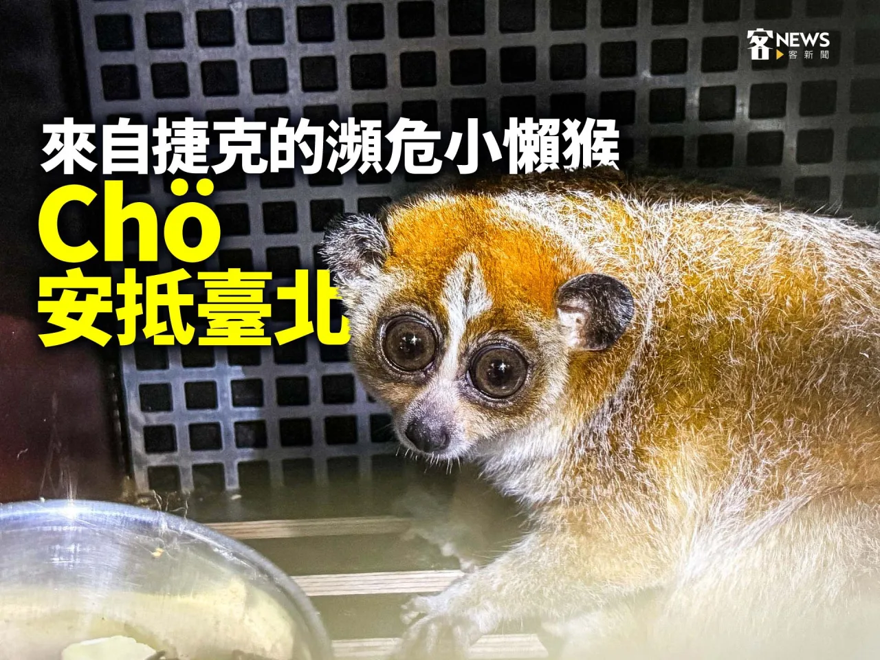 來自捷克的瀕危小懶猴「Chö」　安抵臺北