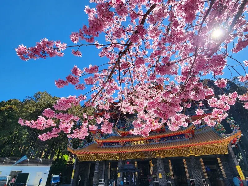 阿里山國家森林遊樂區內的阿龜櫻已盛開。圖為阿里山受鎮宮前櫻花綻放。林業署嘉義分署提供