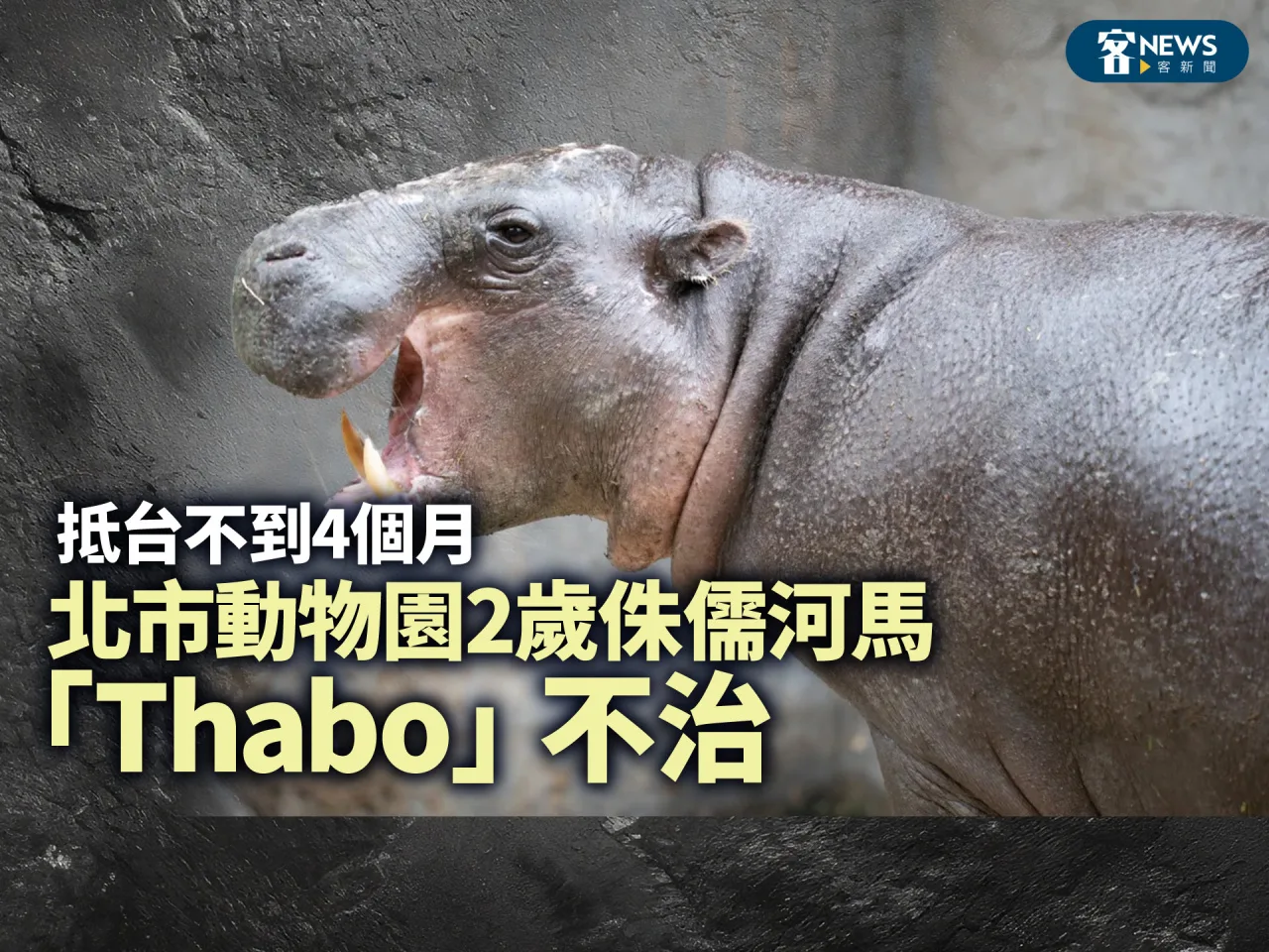 抵台不到4個月　北市動物園2歲侏儒河馬「Thabo」不治