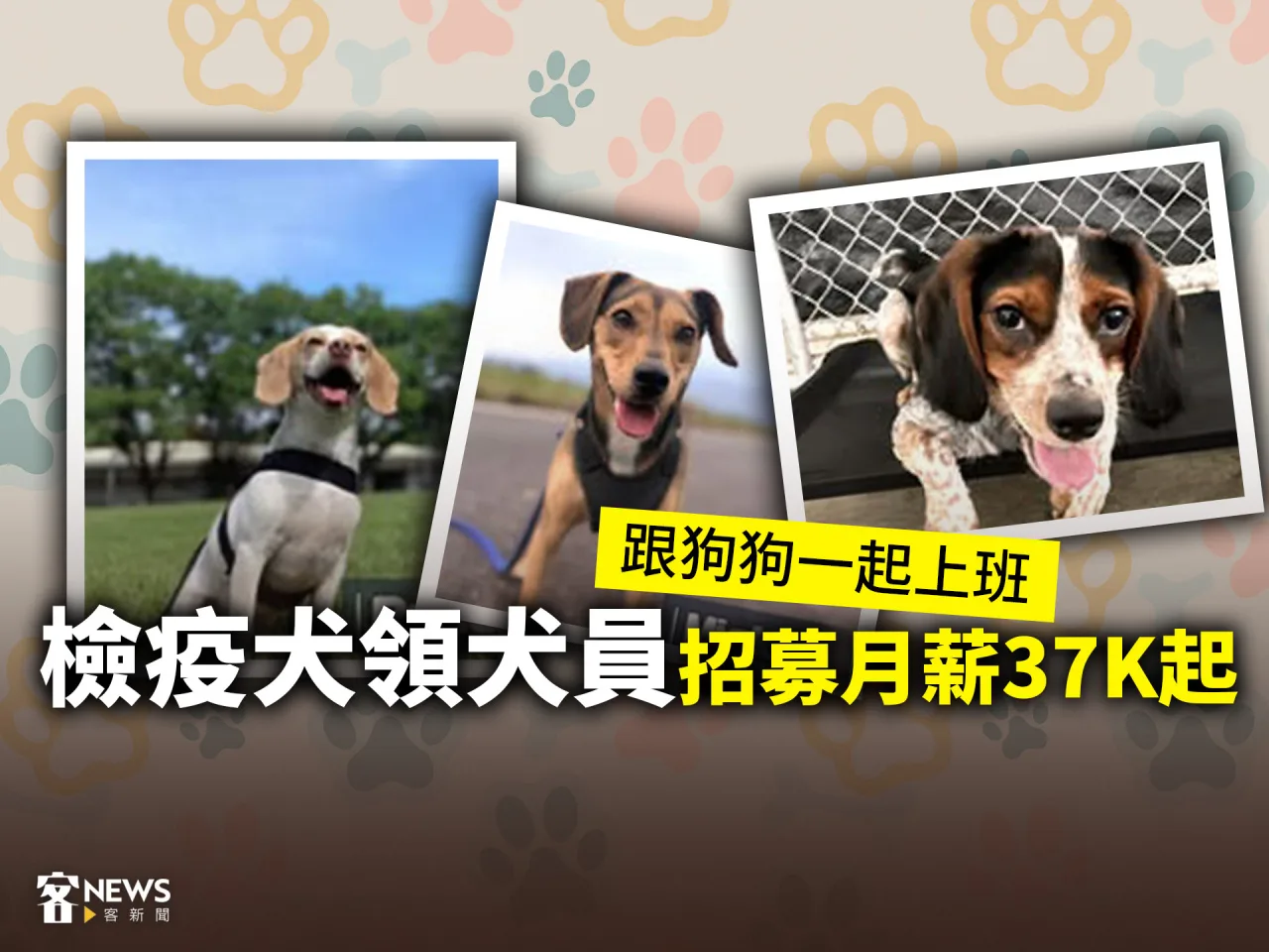 跟狗狗一起上班　檢疫犬領犬員招募月薪37K起