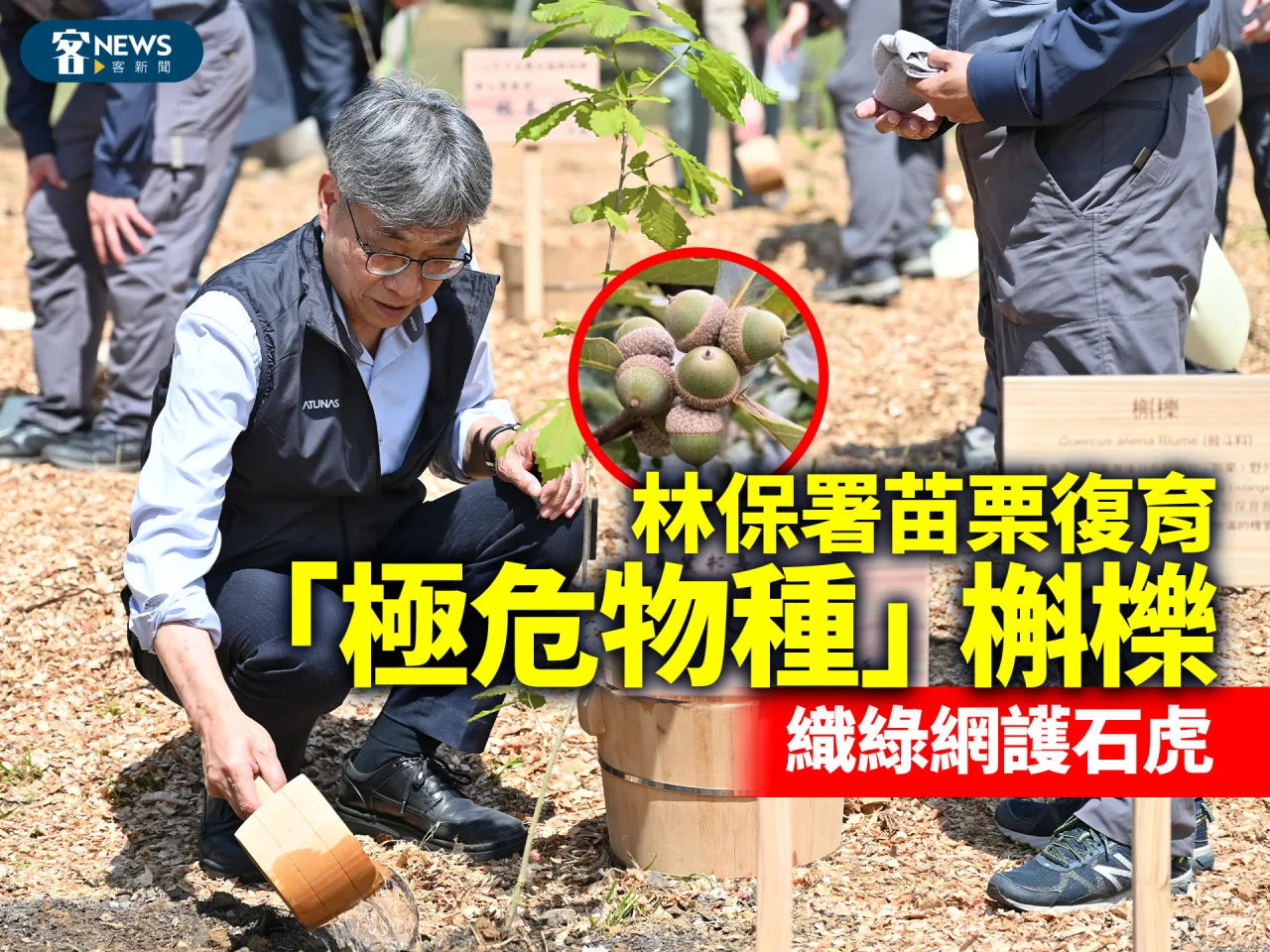 林保署苗栗復育「極危物種」槲櫟　織綠網護石虎