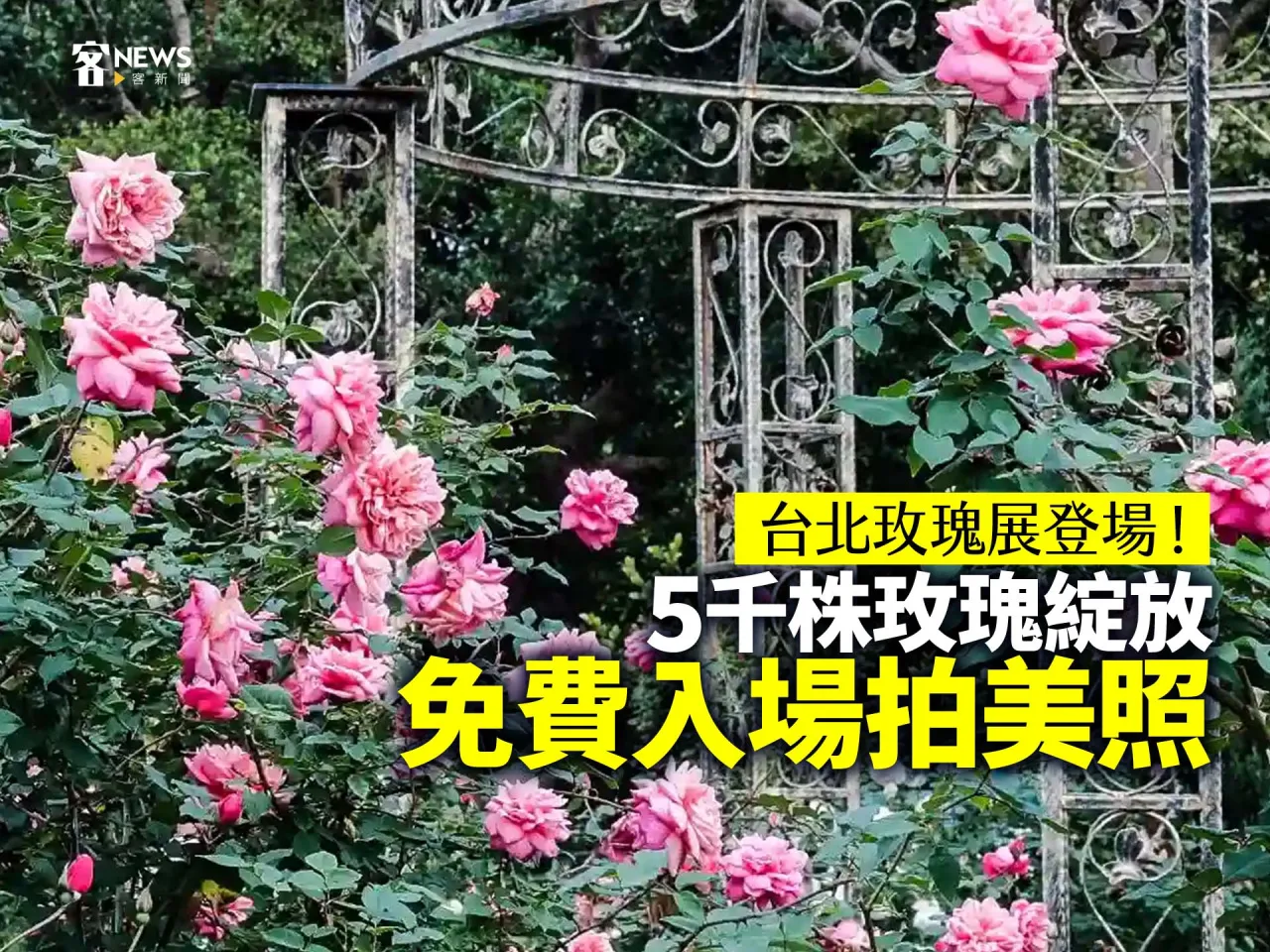 台北玫瑰展登場！5千株玫瑰綻放、免費入場拍美照