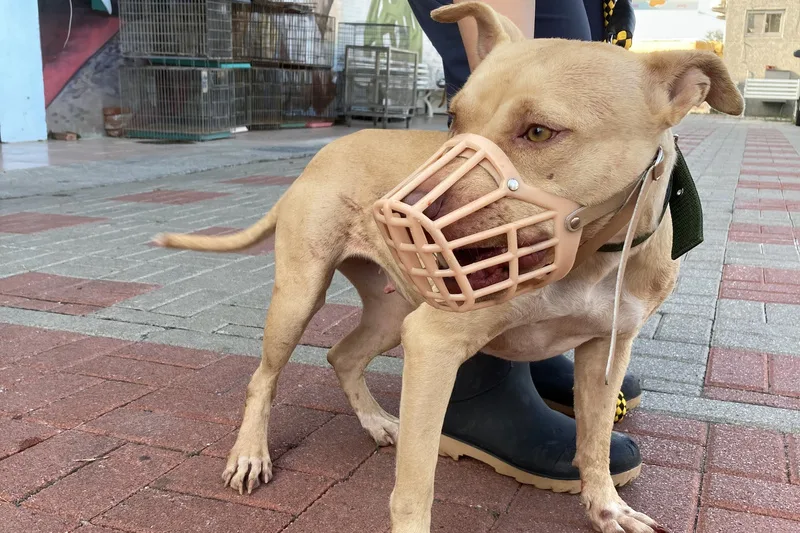 比特犬被農業部列為危險性犬種之一,目前全國有3974隻,各地方政府加強宣導防護措施,避免發生傷害事件。台南市政府提供