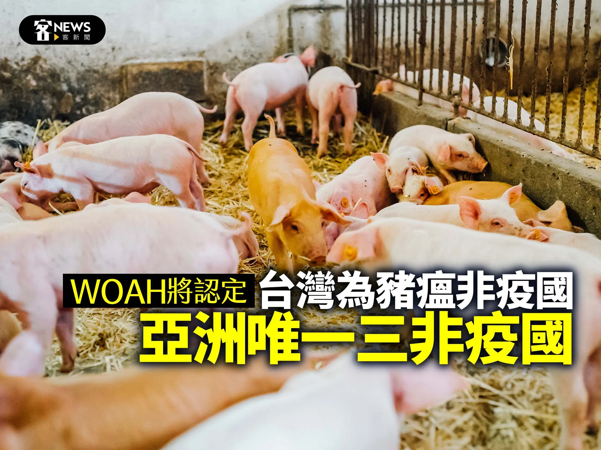 WOAH將認定台灣為豬瘟非疫國　亞洲唯一三非疫國
