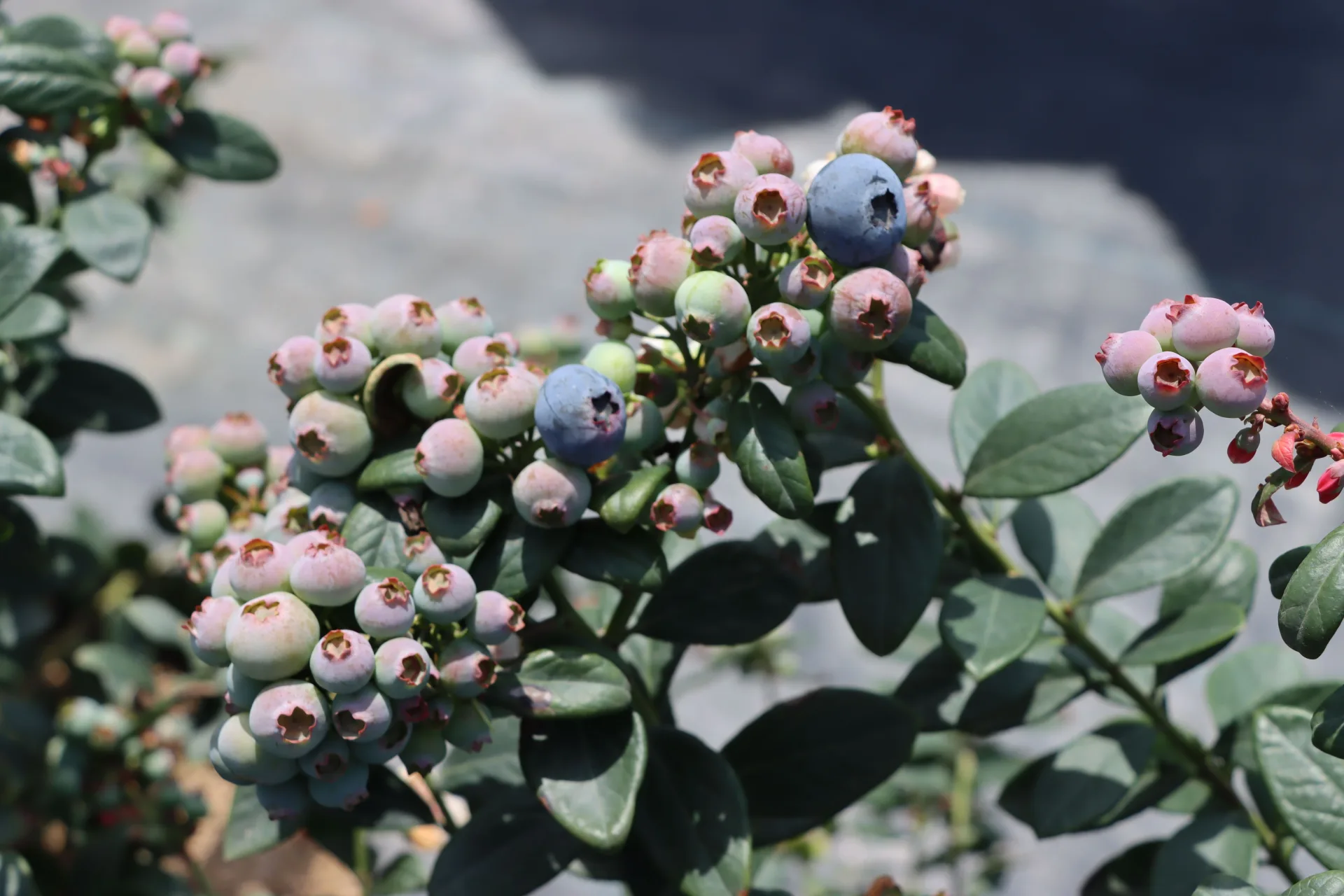 藍莓進入開花結果期模樣。苗縣府提供