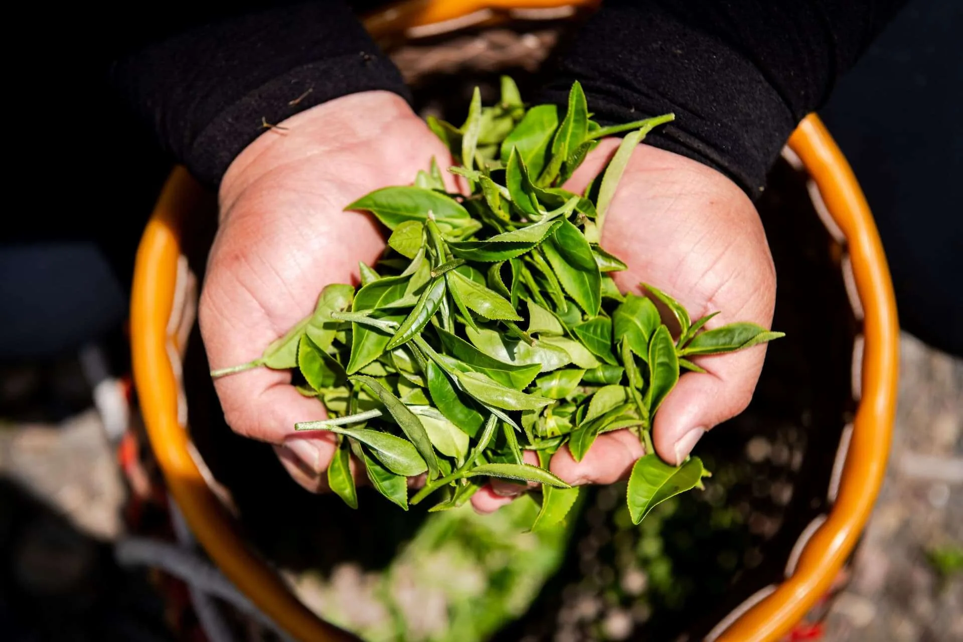高雄六龜是品茗、賞景好的好去處之一。茂林國家風景區管理處提供