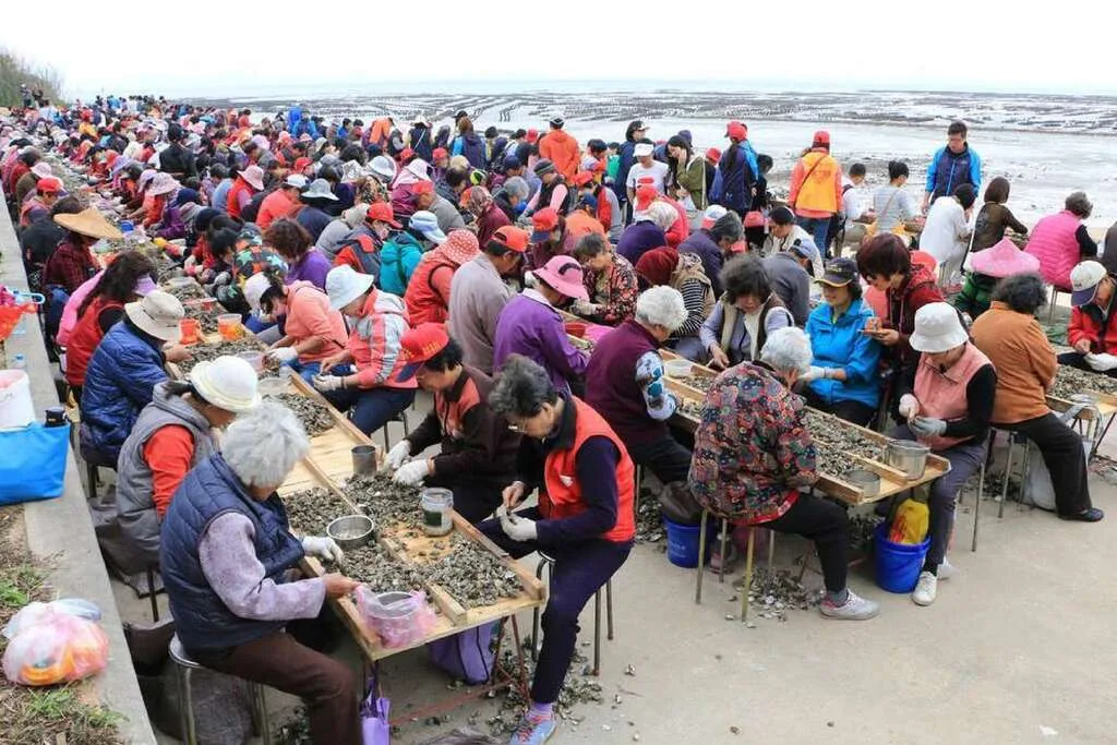 金門金寧鄉石蚵文化季4月登場　帶動在地產業發展