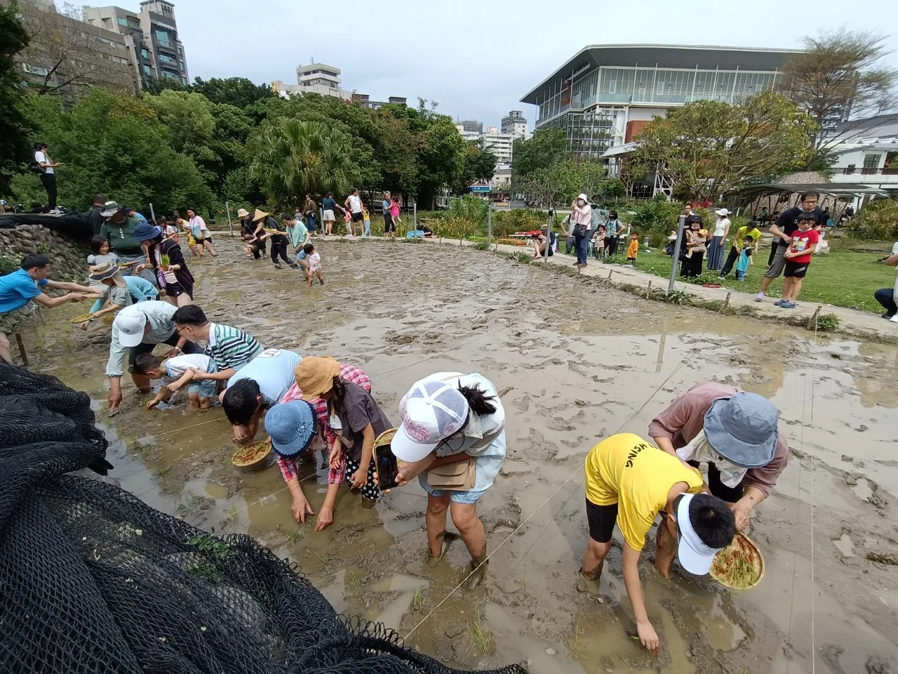 台北市客家文化主題公園中的水田，是都市難得的景觀。台北市客家文化基金會提供
