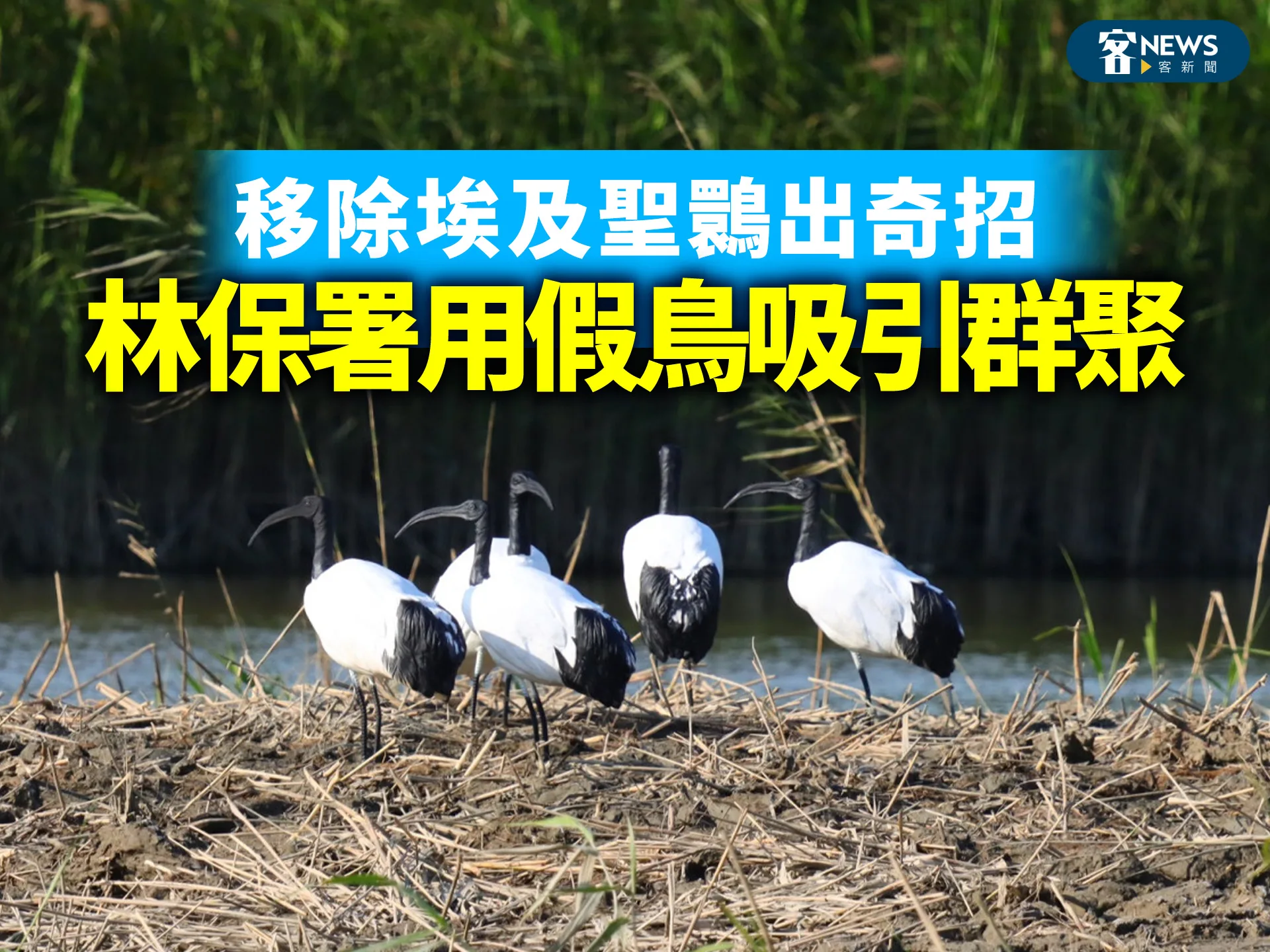 移除埃及聖䴉出奇招　林保署用假鳥吸引群聚