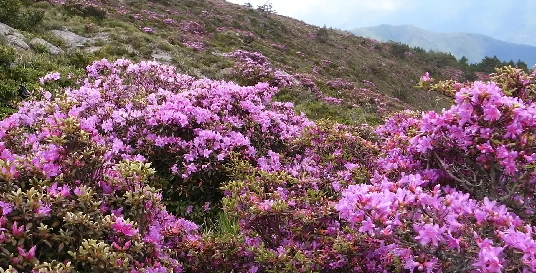 合歡山杜鵑花季。交通部提供