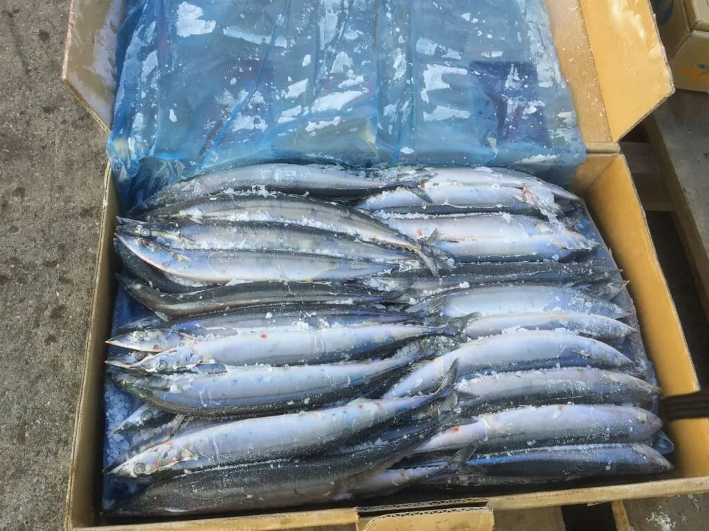 北太平洋面臨秋刀魚荒，北太平洋漁業委員會（NPFC）年會27日決定，今年的秋刀魚漁獲量額度將比去年減少10%，減為20萬2500噸。漁業署表示，台灣今年擬自行減量為6萬2000噸，5月1日提報。漁業署提供