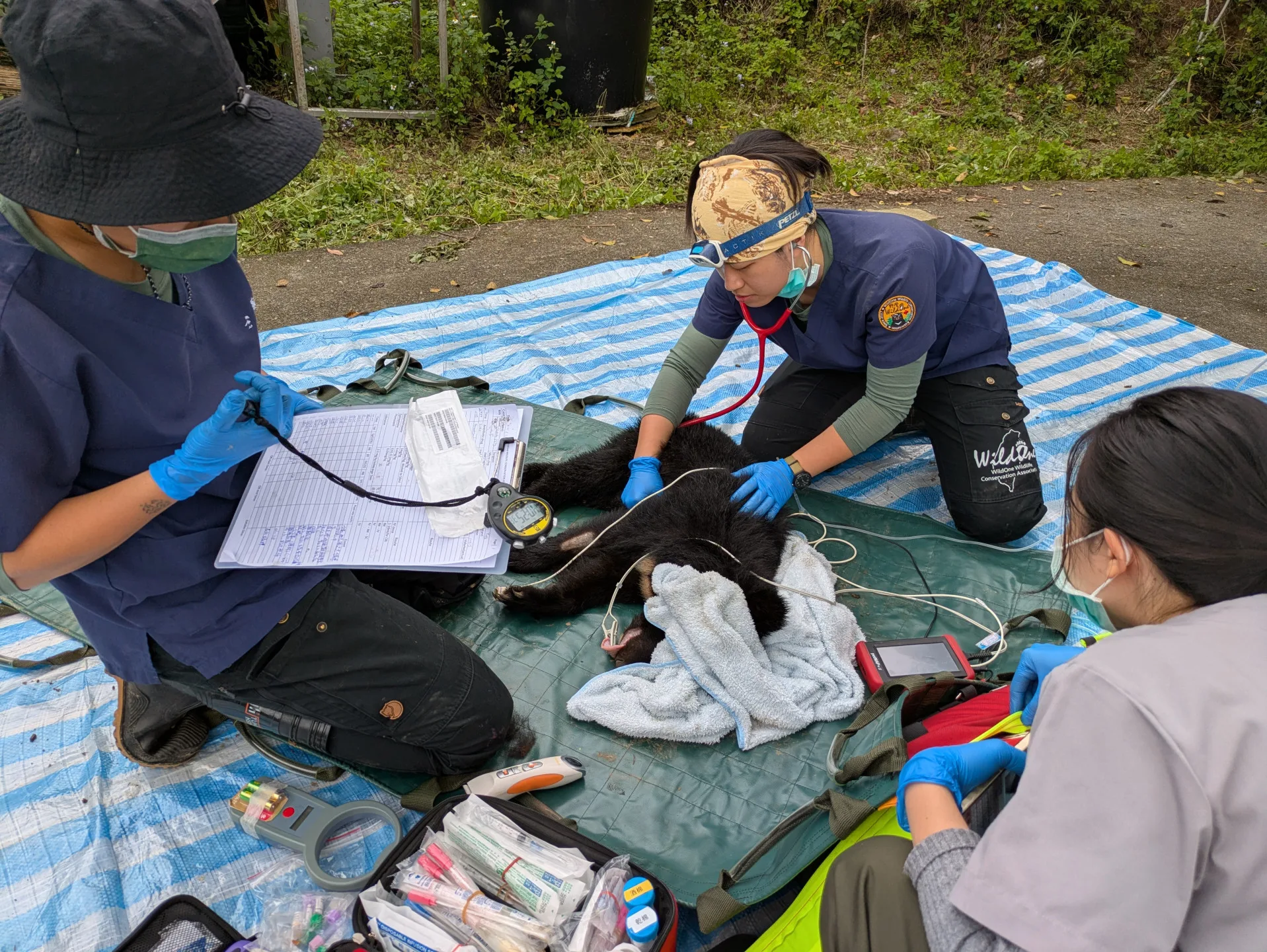 卓溪落單小熊誘捕成功，照養野訓後評估野放。林保署花蓮分署提供