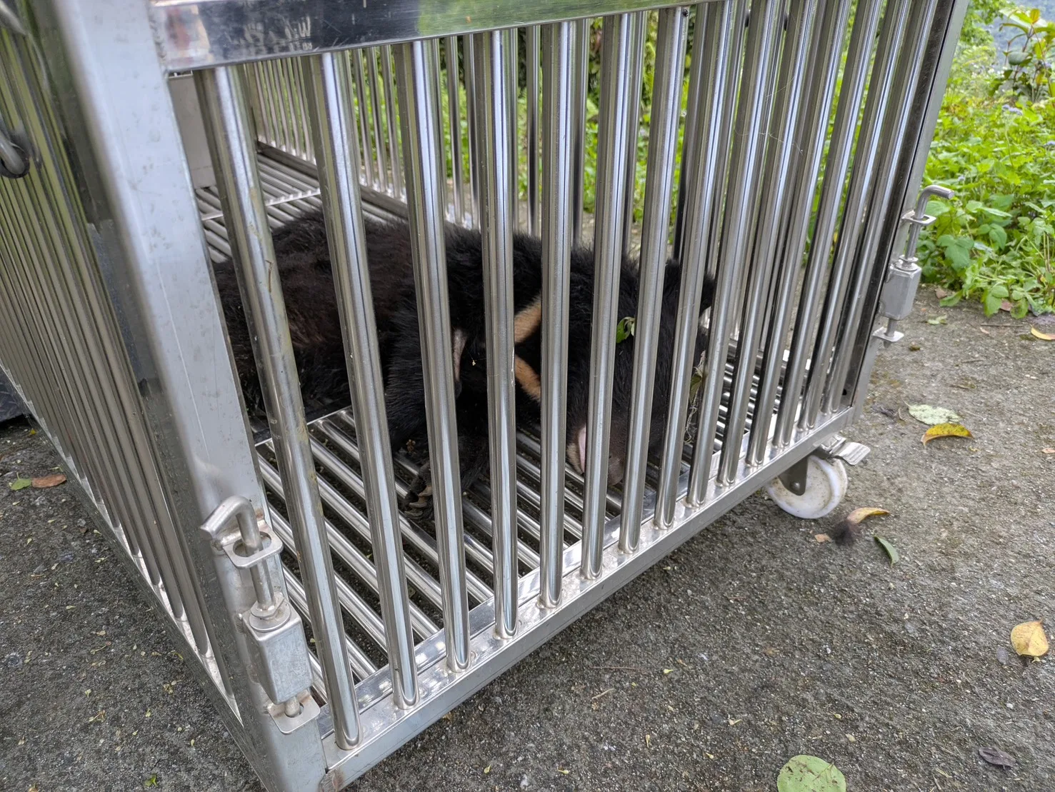 卓溪落單小熊誘捕成功，照養野訓後評估野放。林保署花蓮分署提供