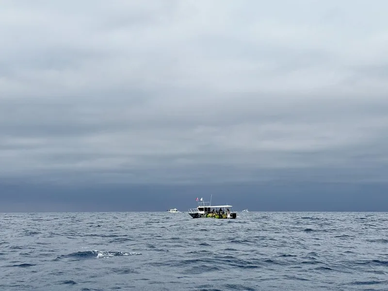 恆春半島南灣到後壁湖海域出現大翅鯨，墾丁國家公園管理處1日派出保育船在海上戒護約6小時，確保大翅鯨不受干擾，並提醒過往船隻減速慢行、降低噪音。墾丁國家公園管理處提供