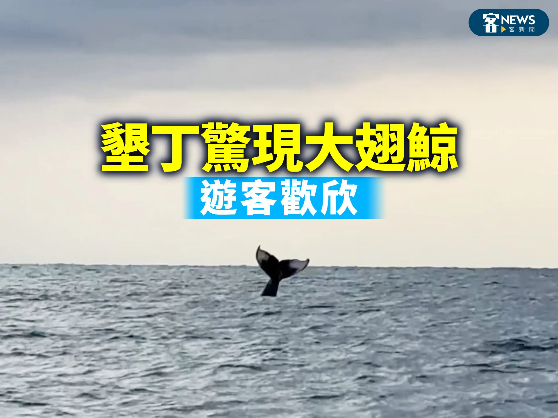 墾丁驚現大翅鯨　遊客歡欣