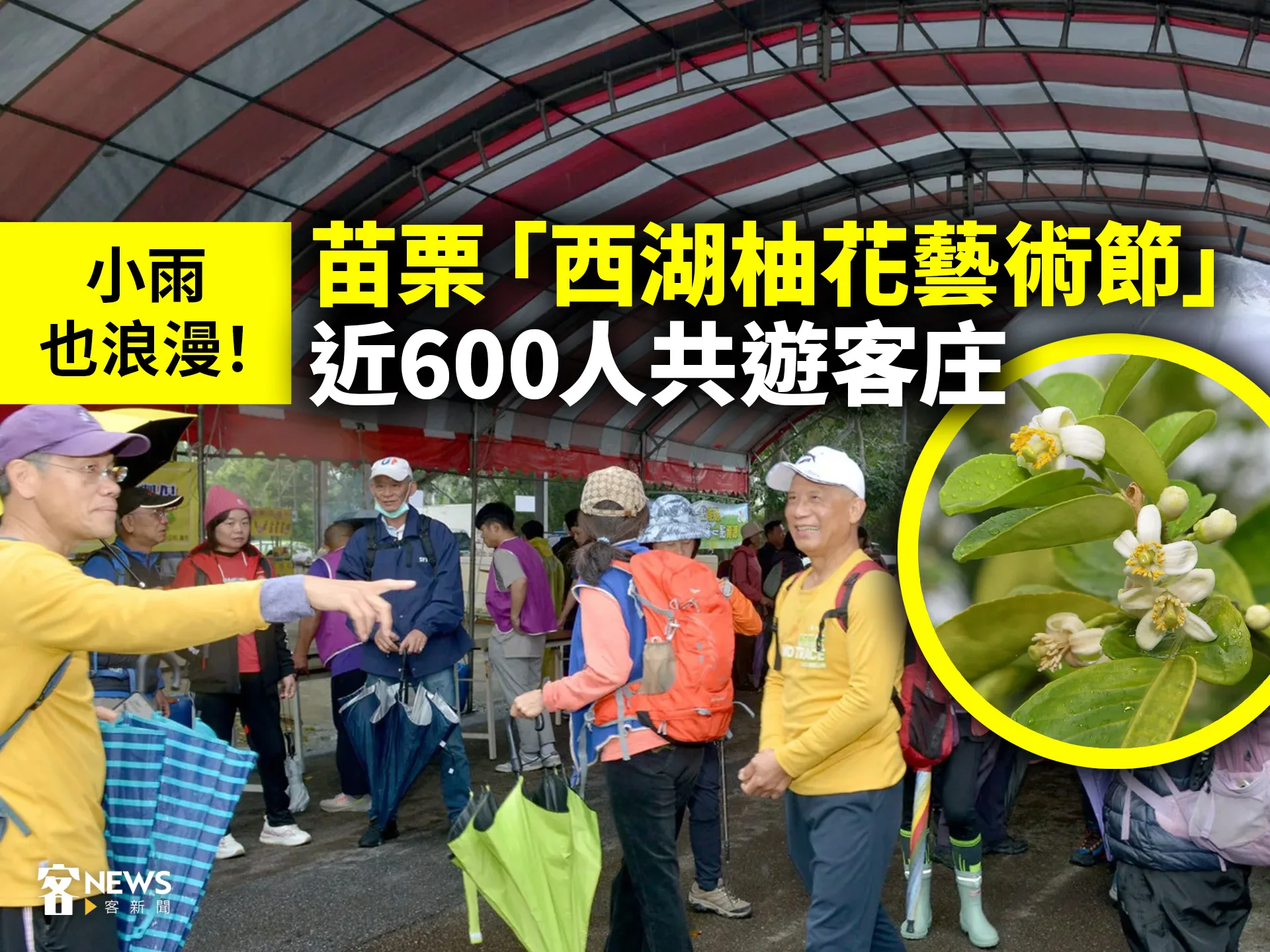 小雨也浪漫！苗栗「西湖柚花藝術節」近600人共遊客庄