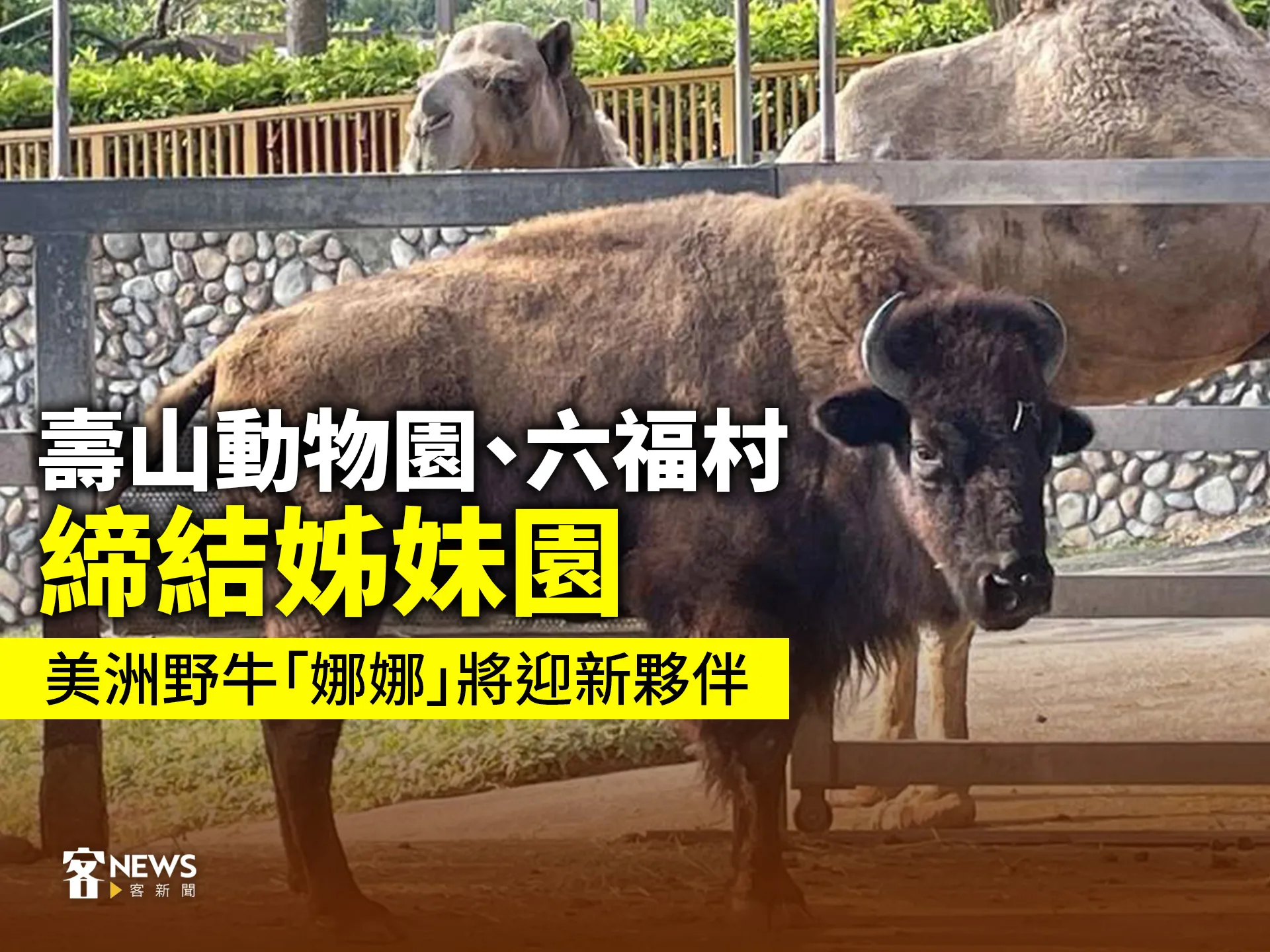 壽山動物園、六福村締結姊妹園　美洲野牛「娜娜」將迎新夥伴