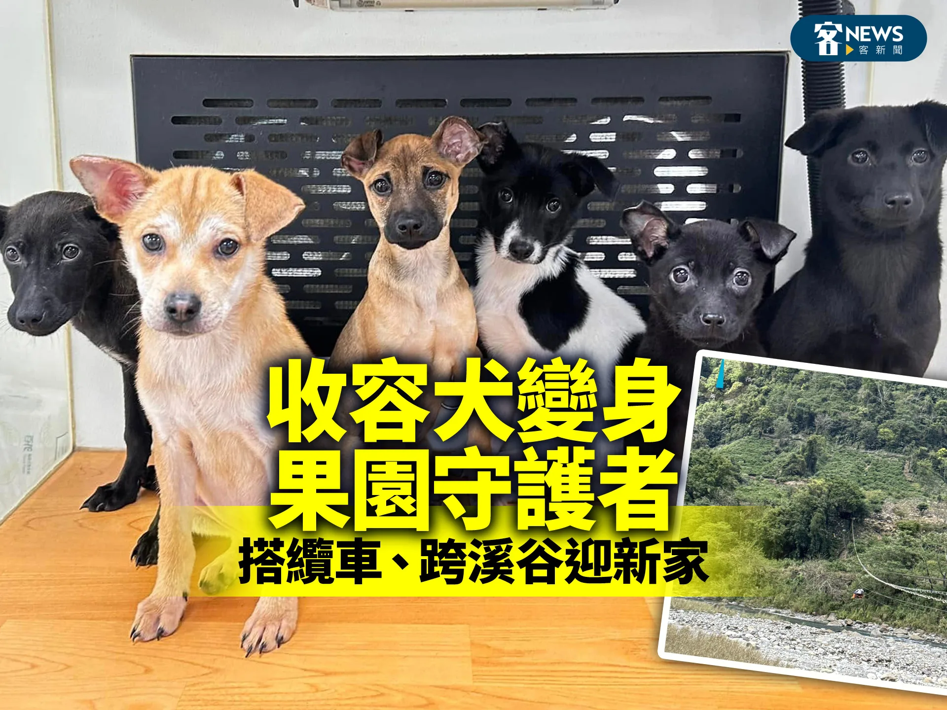 收容犬變身果園守護者　搭纜車、跨溪谷迎新家