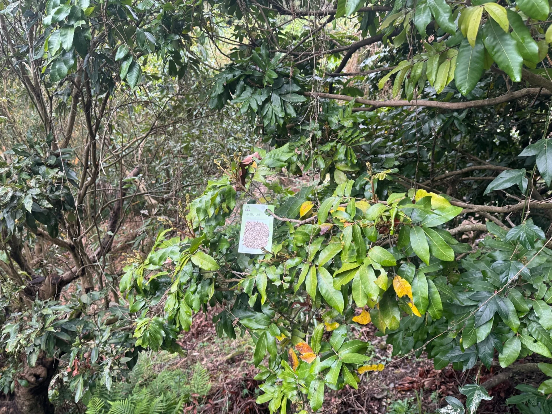 觀旅局提醒,登山遊客不要擾動或破壞附著在步道果樹旁的平腹小蜂卵卡。台中市觀旅局提供