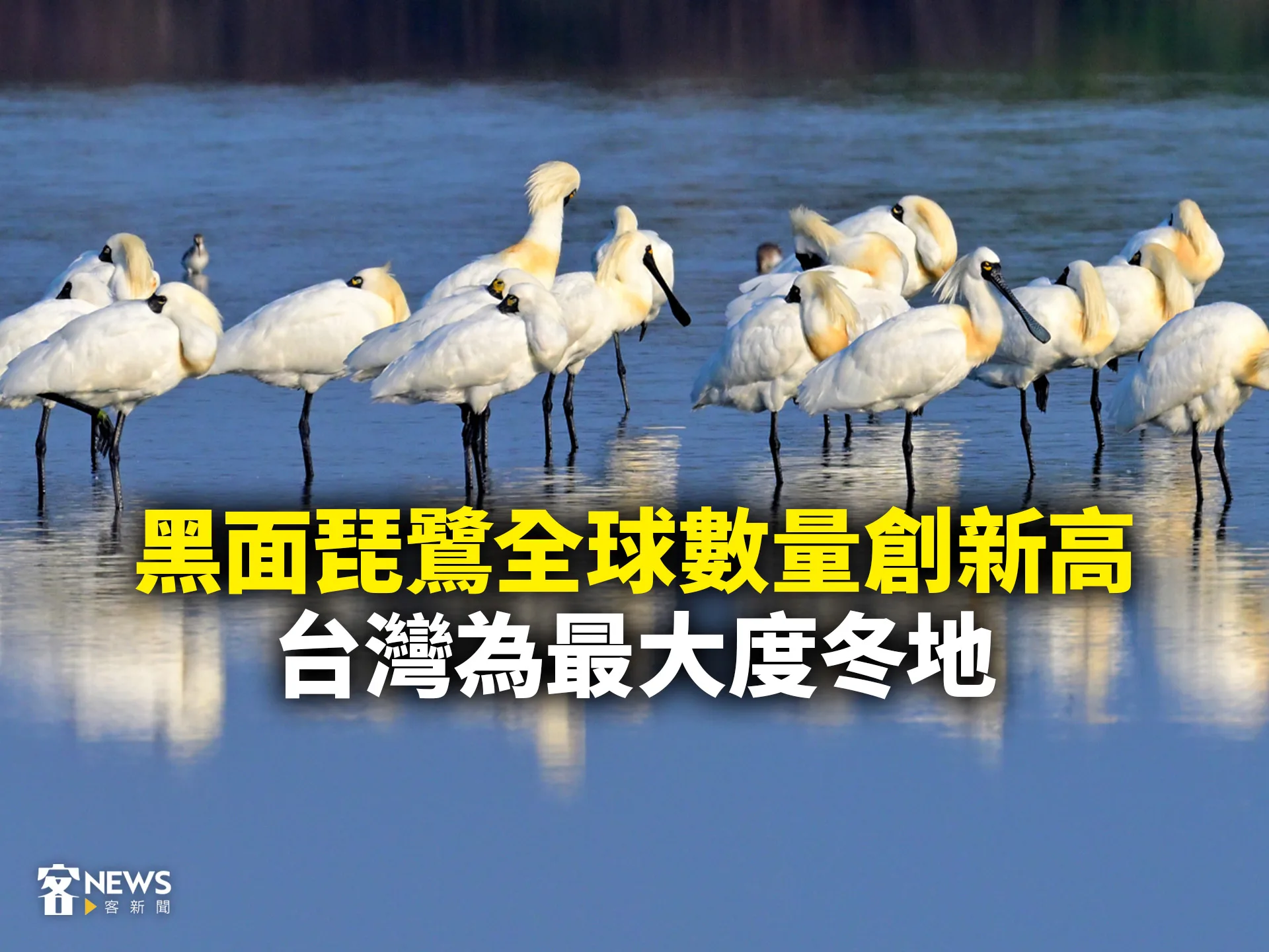 黑面琵鷺全球數量創新高　台灣為最大度冬地