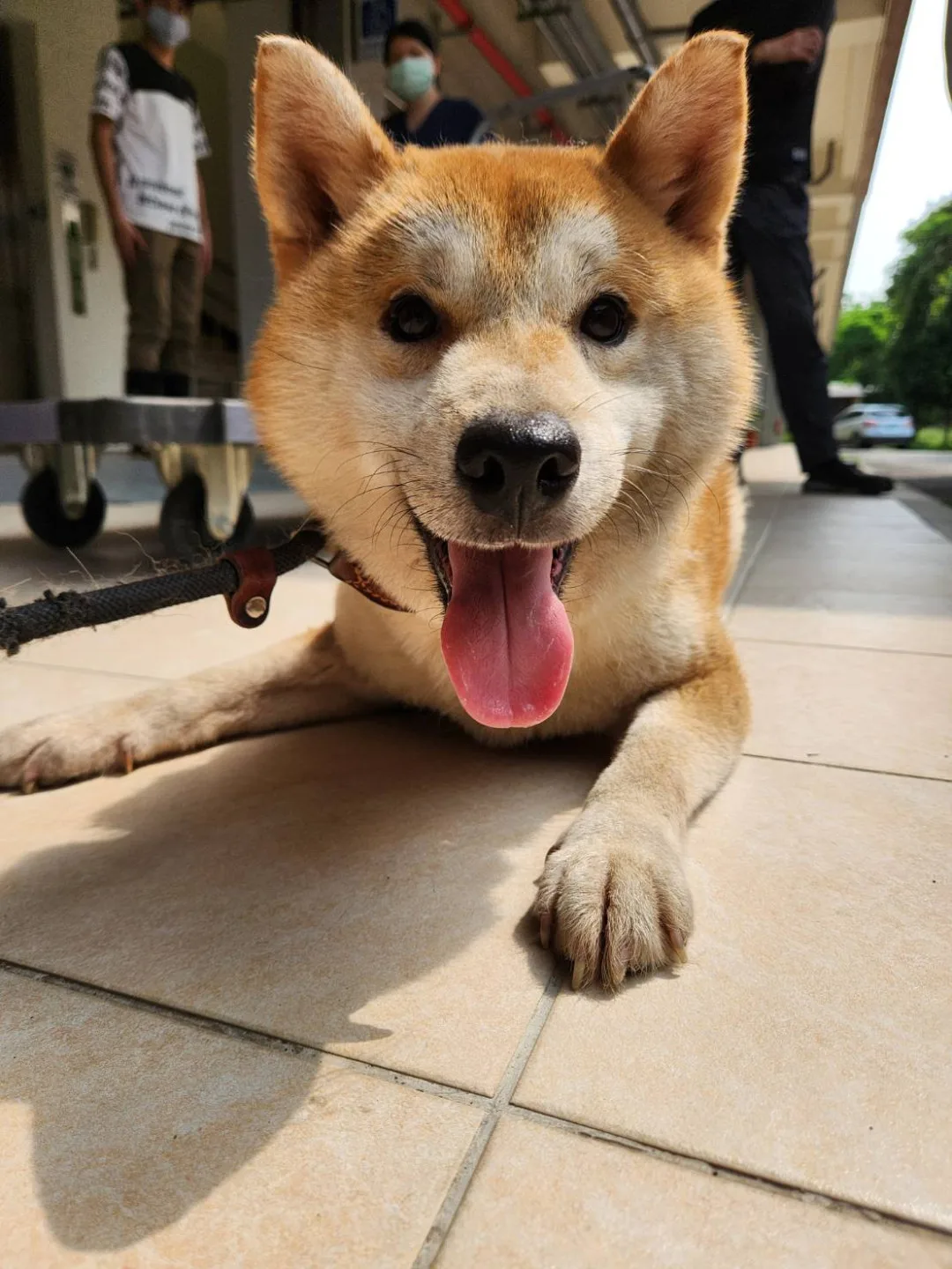 新竹棄養柴犬事件引關注。新竹動保所提供