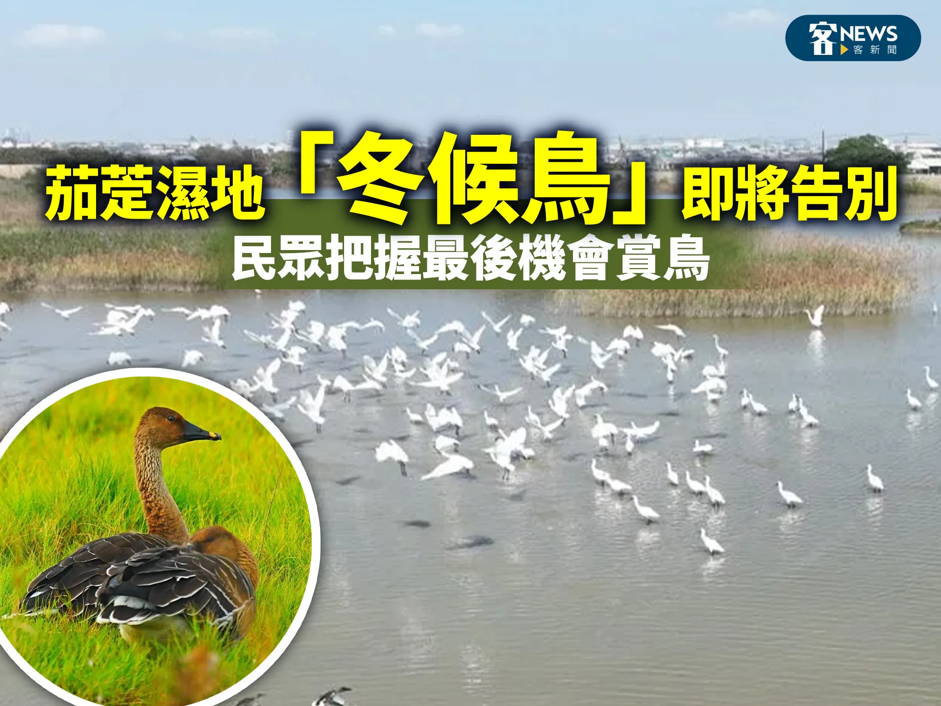 茄萣濕地「冬候鳥」即將告別　民眾把握最後機會賞鳥
