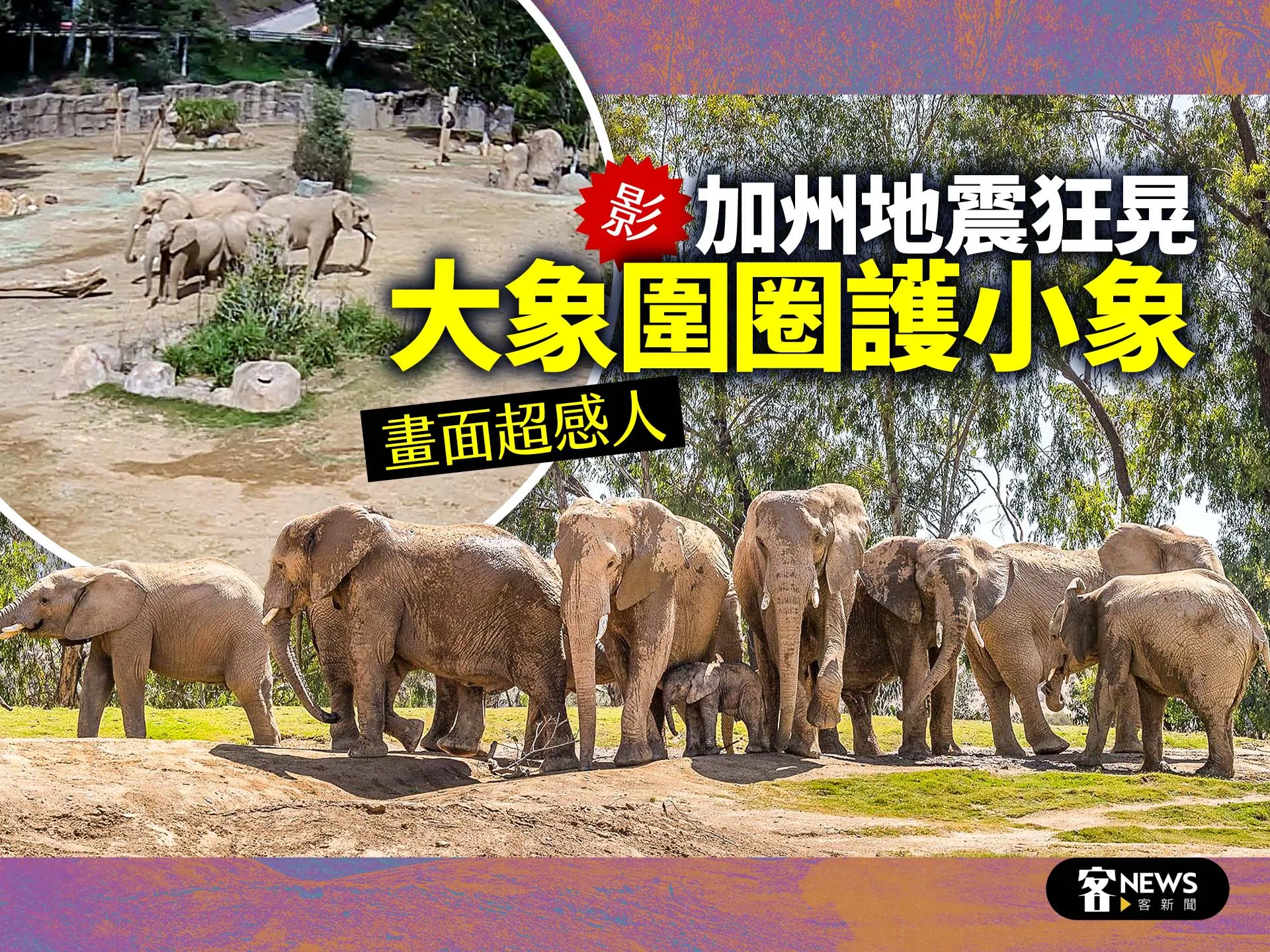 【影】加州淺層地震狂晃！大象圍圈護小象　畫面超感人