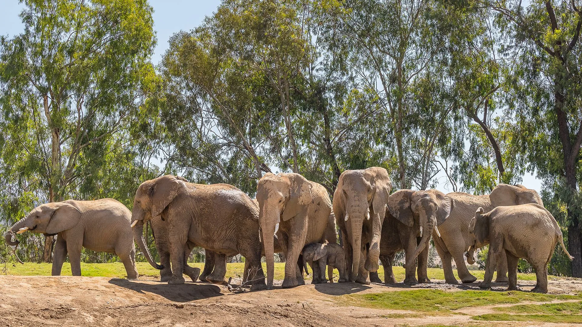 聖地牙哥野生動物園的大象。翻攝自San Diego Zoo Safari Park臉書粉絲專頁(資料照)