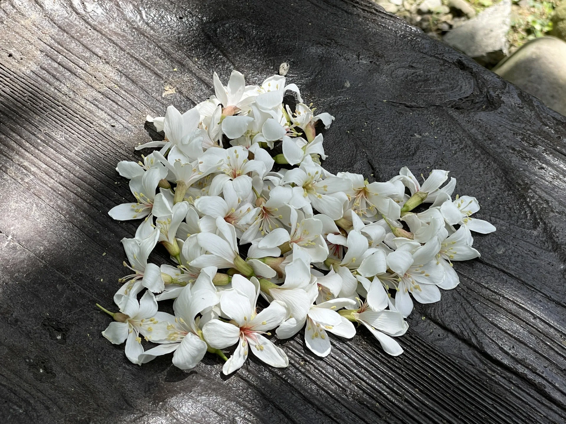 油桐花。