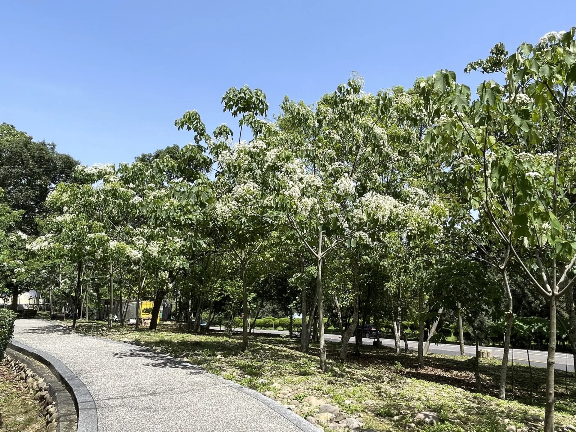 古坑鄉荷苞山桐花公園。雲縣府提供