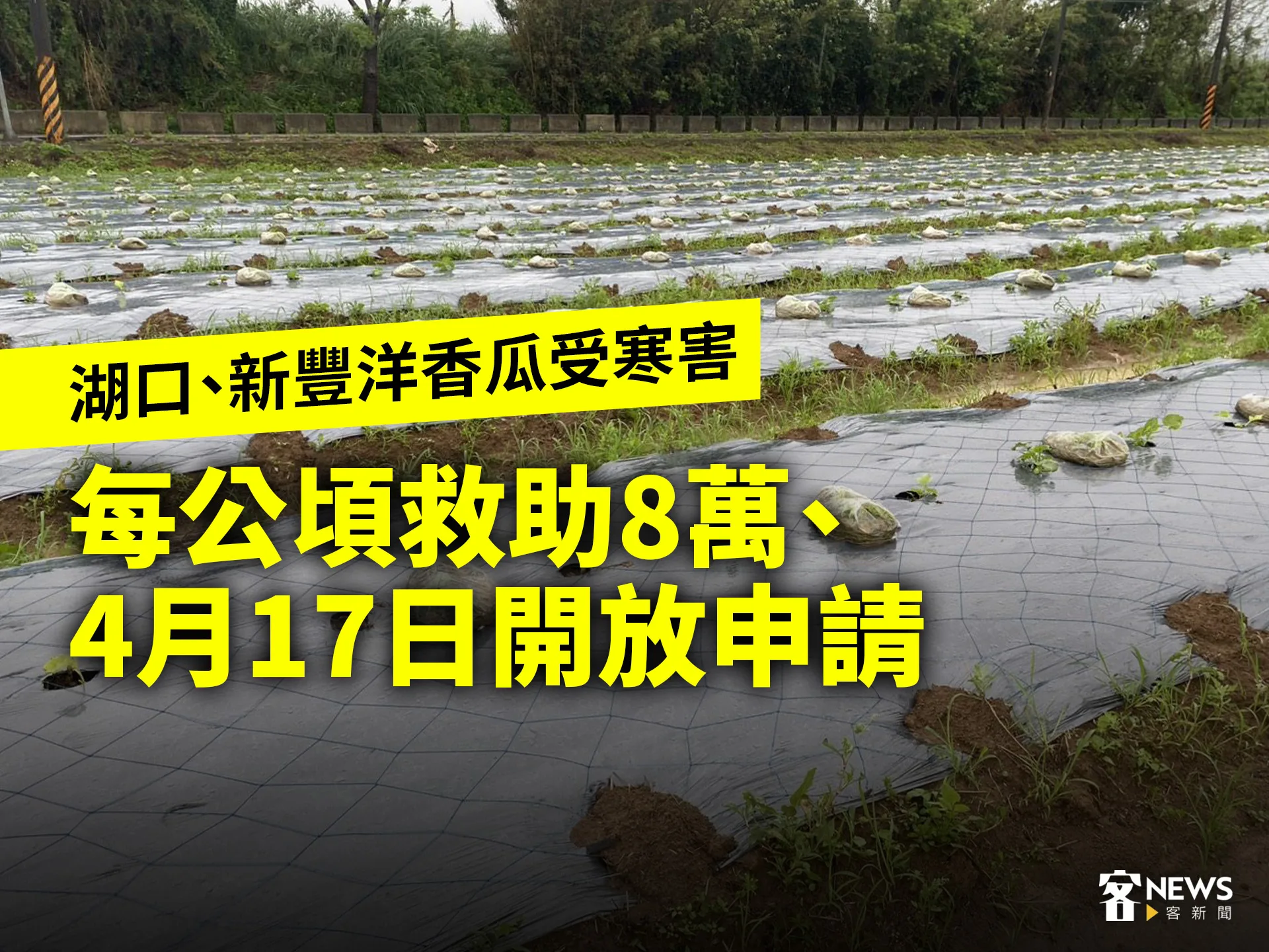 湖口、新豐洋香瓜受寒害　每公頃救助8萬、4月17日開放申請