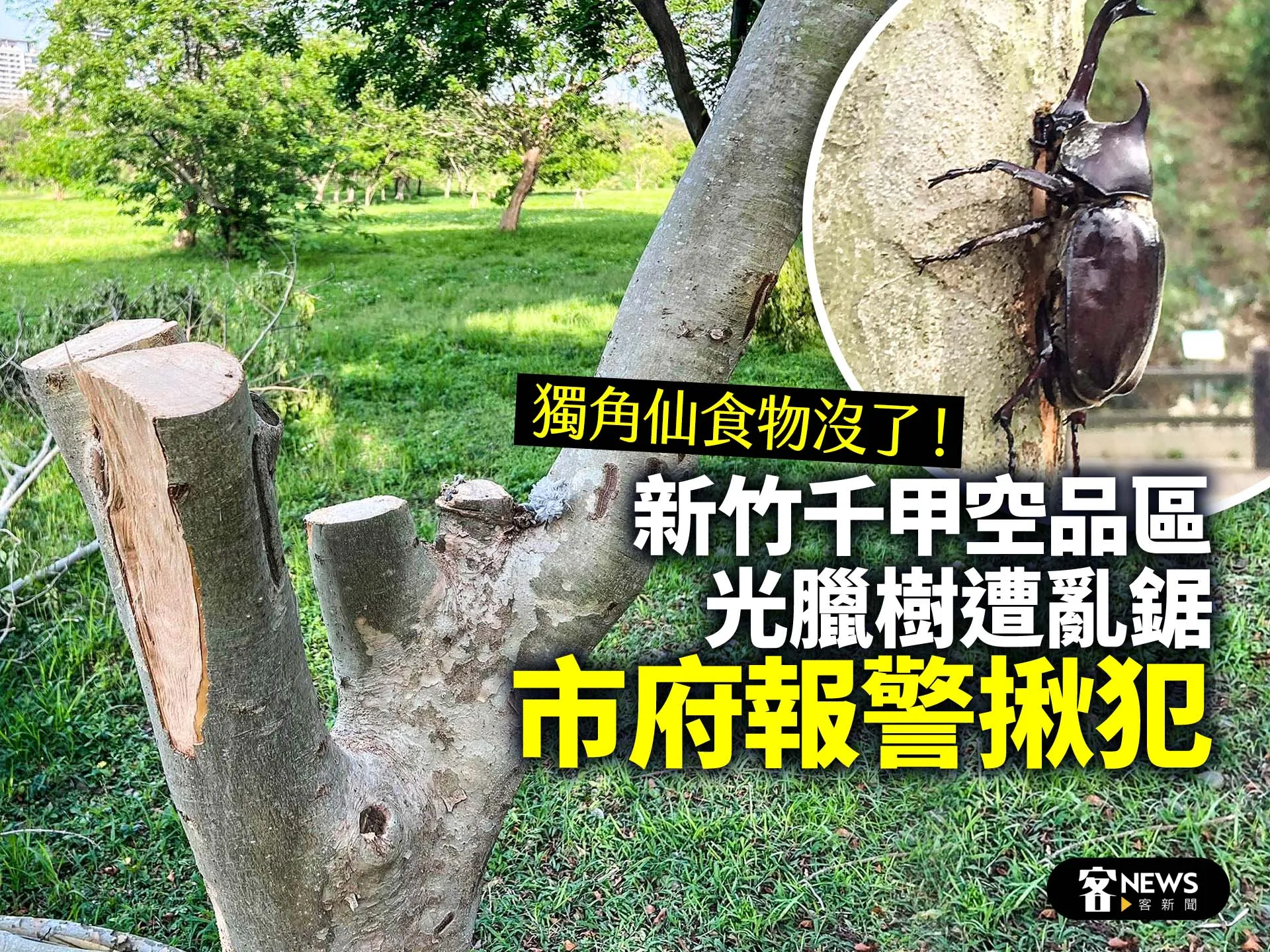 獨角仙食物沒了！新竹千甲空品區光臘樹遭亂鋸　市府報警揪犯