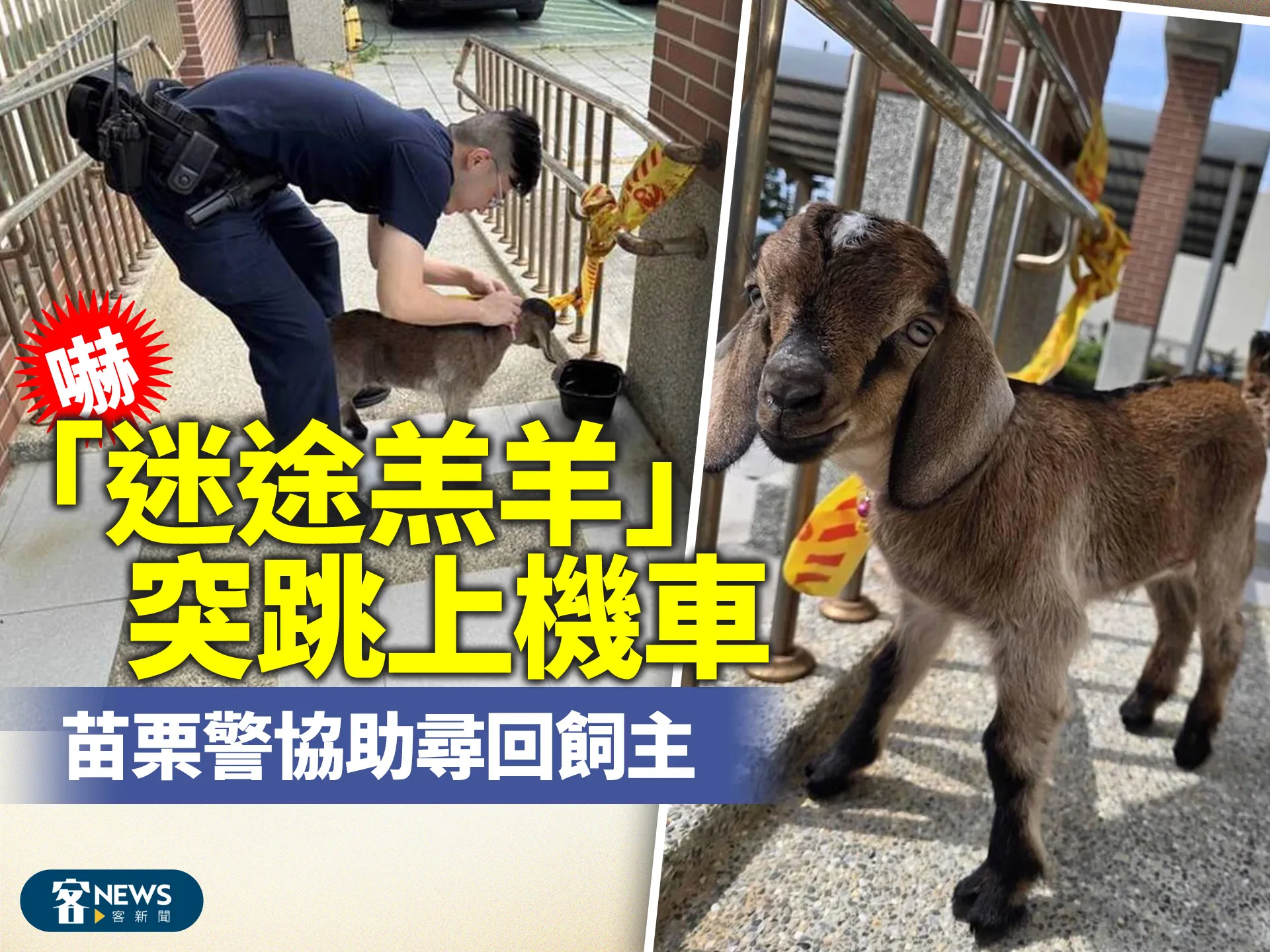 嚇！「迷途羔羊」突跳上機車　警協助尋回飼主