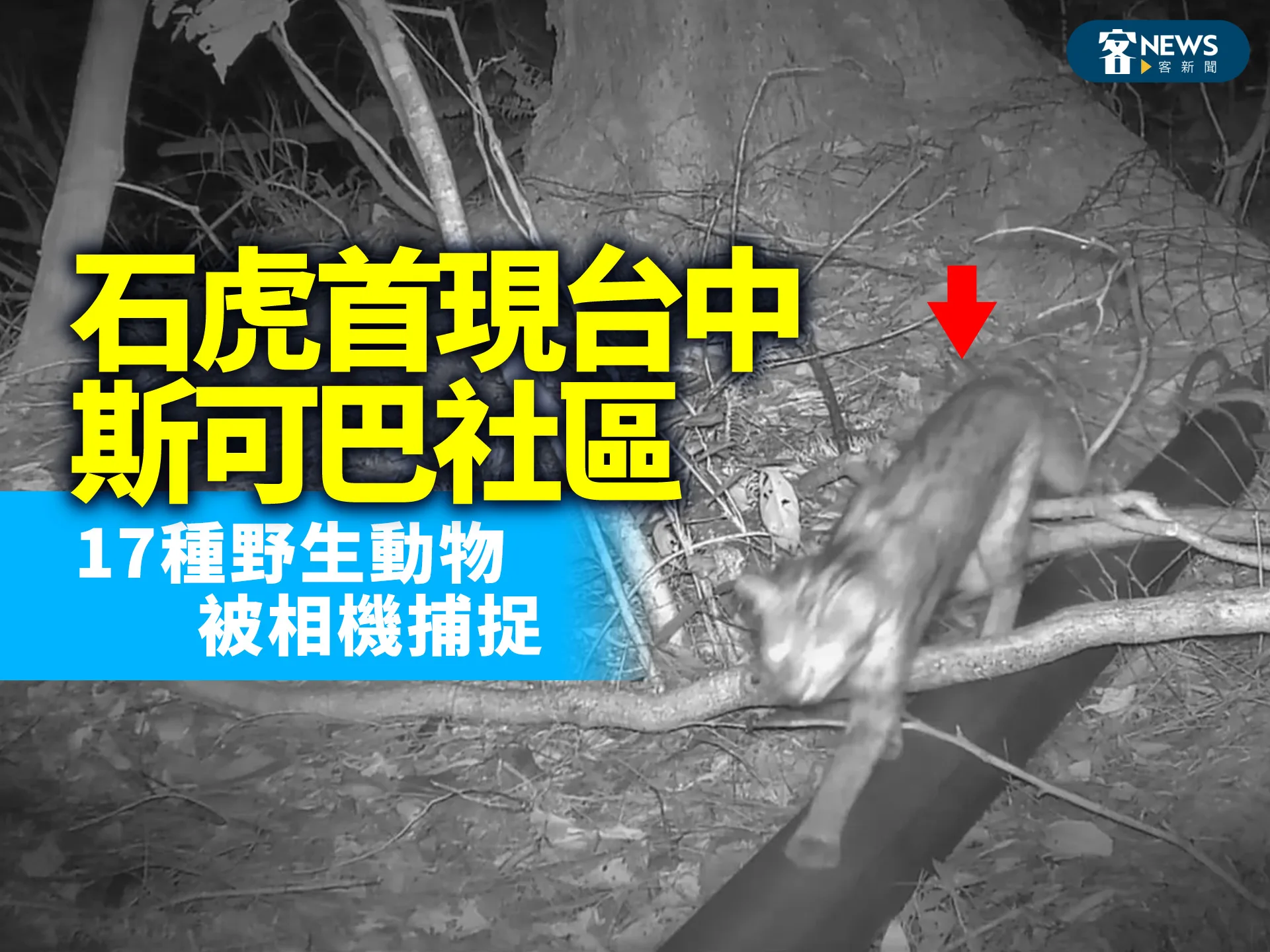 石虎首現台中斯可巴社區　17種野生動物被相機捕捉