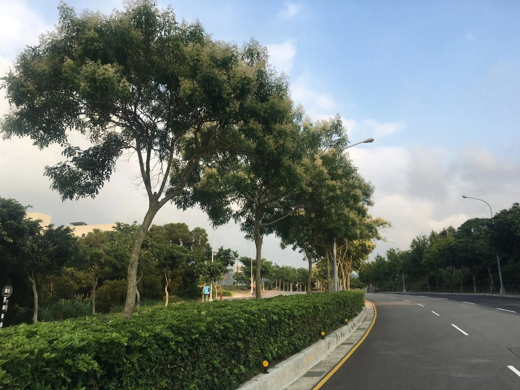 光臘樹是獨角仙食物來源,6月將是獨角仙繁殖季。翻攝自 竹科大小事臉書