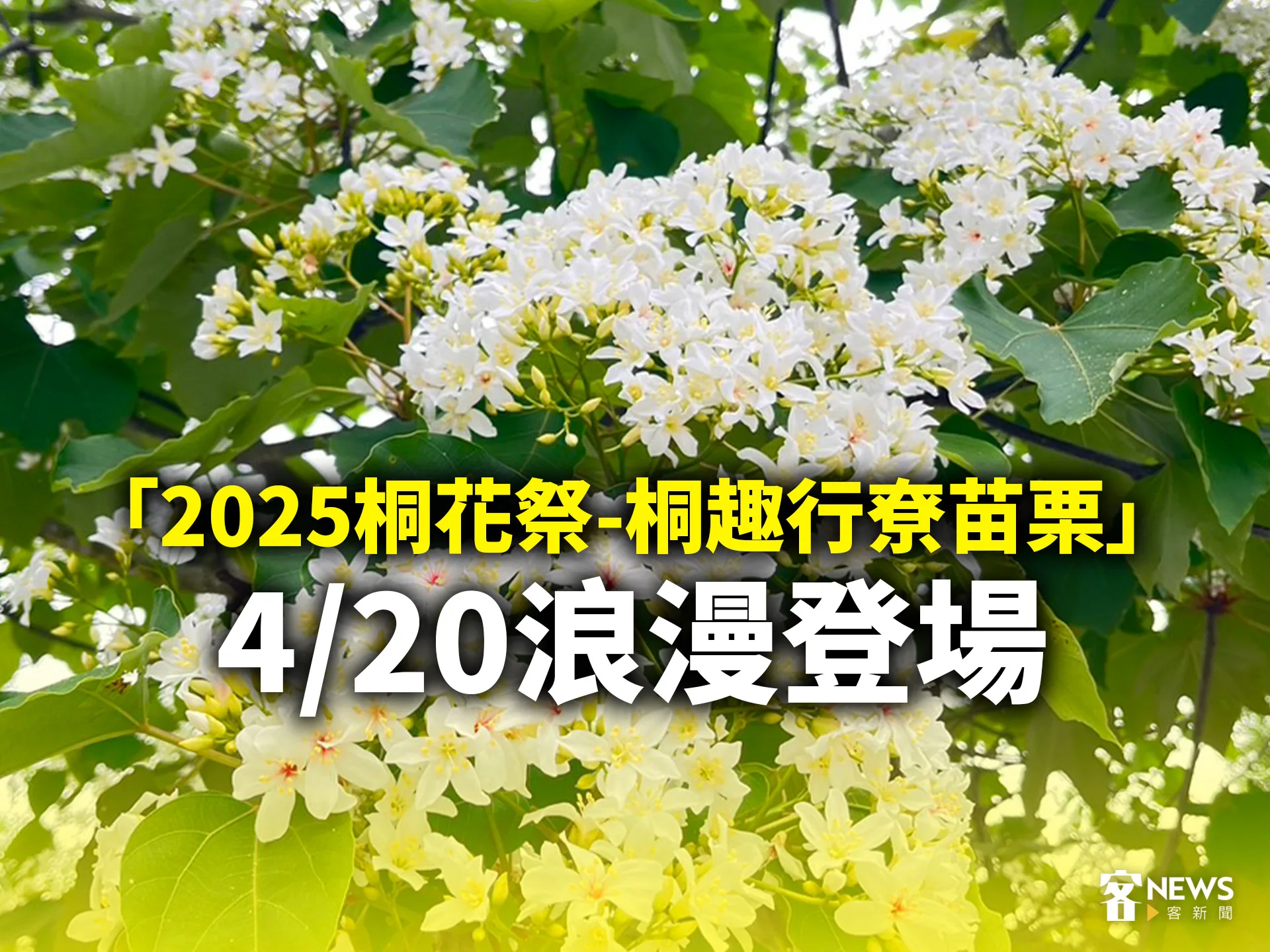 「2025桐花祭——桐趣行尞苗栗」　4／20浪漫登場